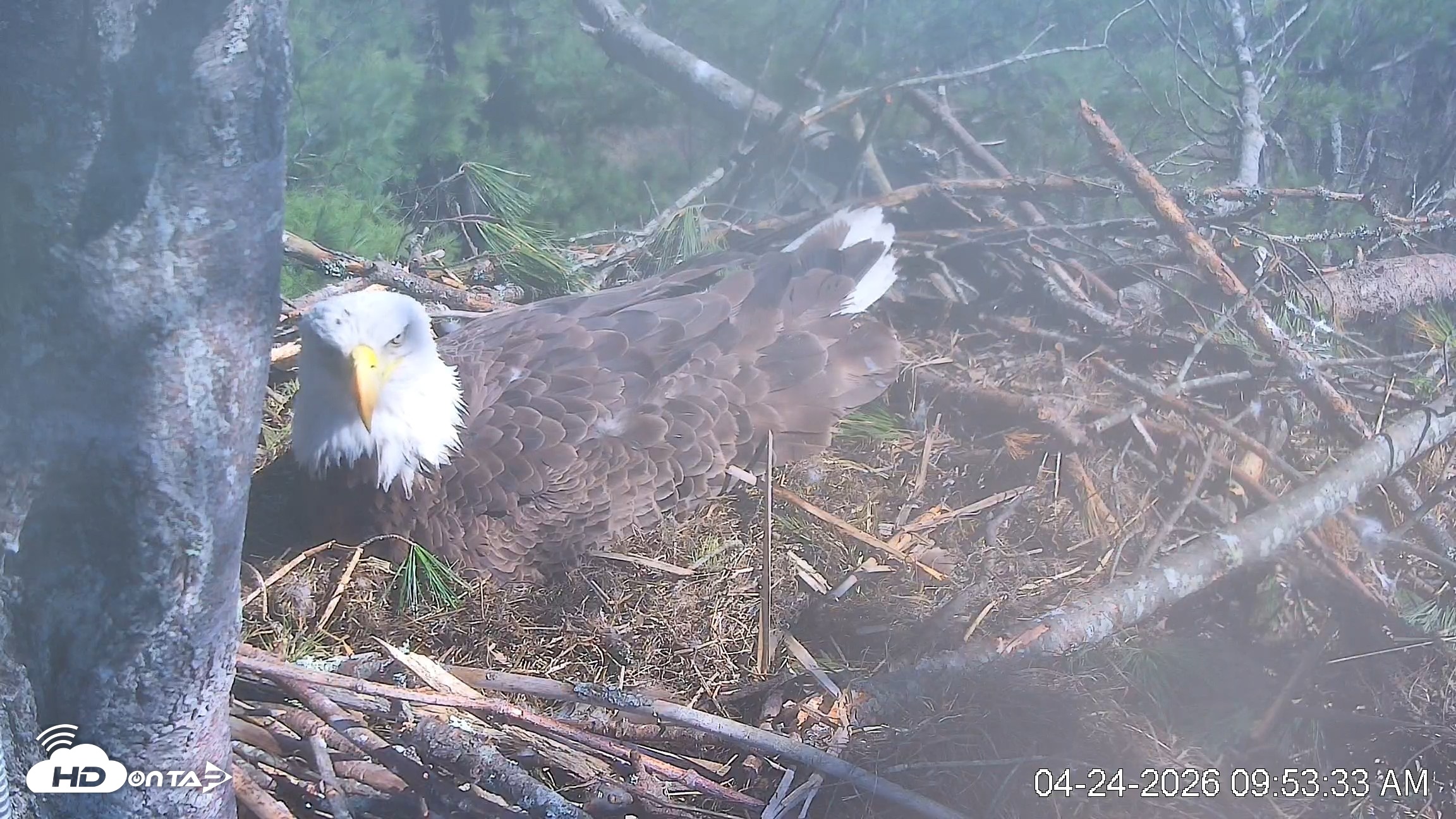Snapshot of VINS Bald Eagles Nest Live Cams taken Apr 24, 2026, 9:54am EDT