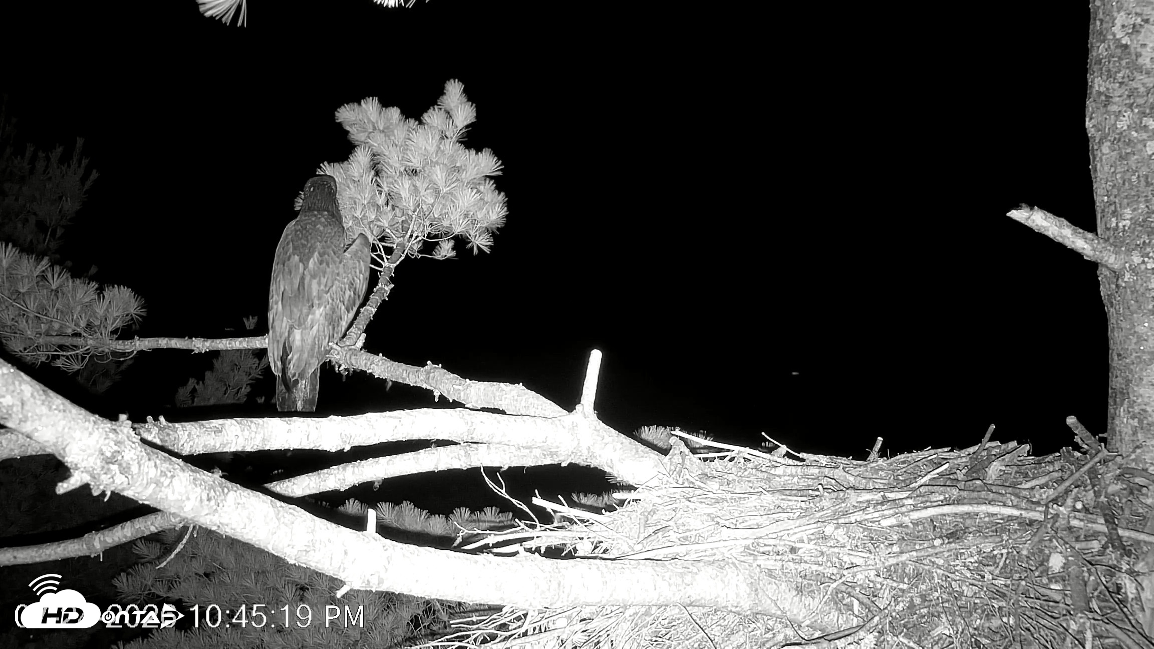 Snapshot of VINS Bald Eagles Nest Live Cams taken Jul 24, 2026, 10:46pm EDT