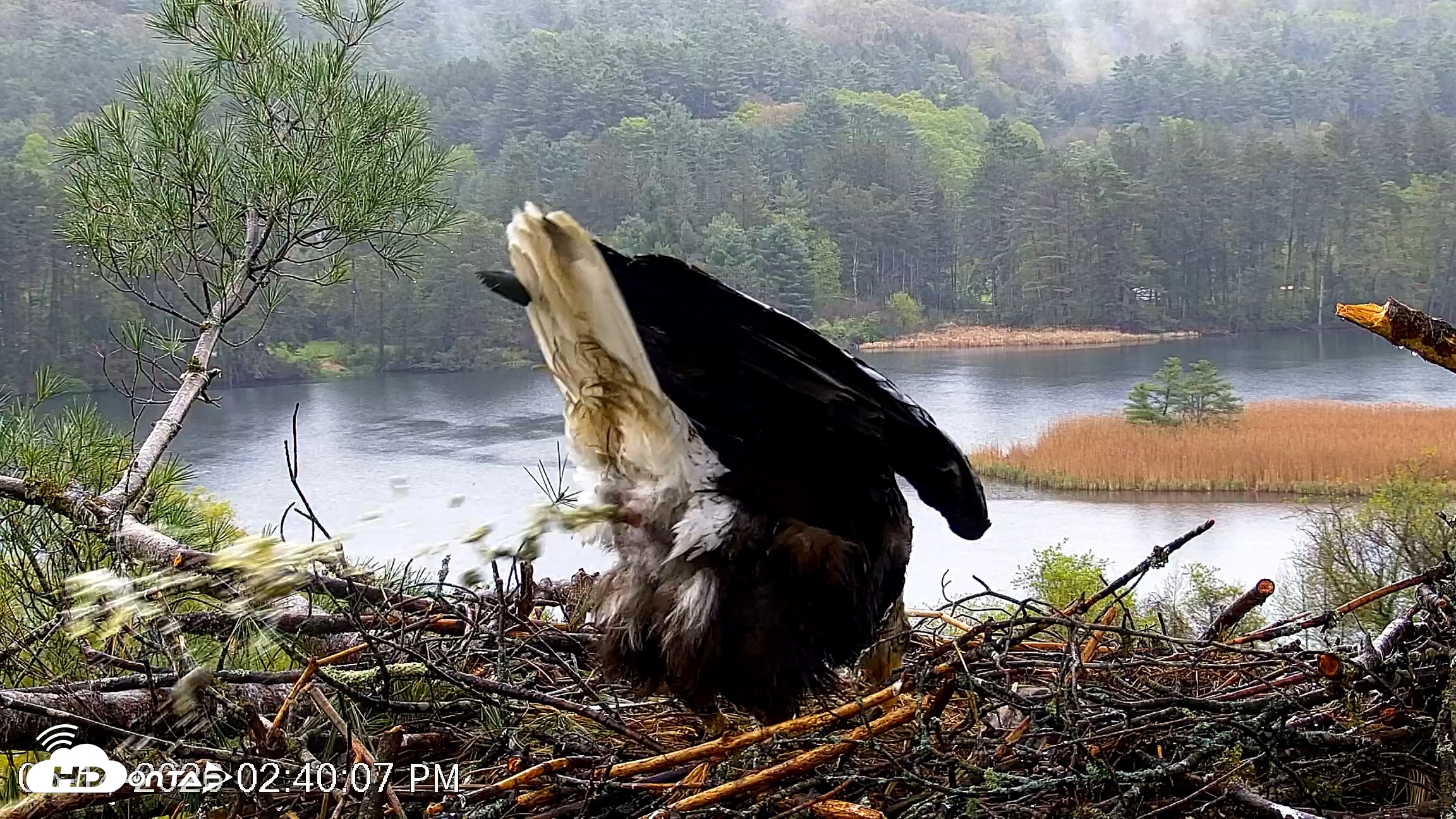 Snapshot of VINS Bald Eagles Nest Live Cams taken May 14, 2026, 2:40pm EDT