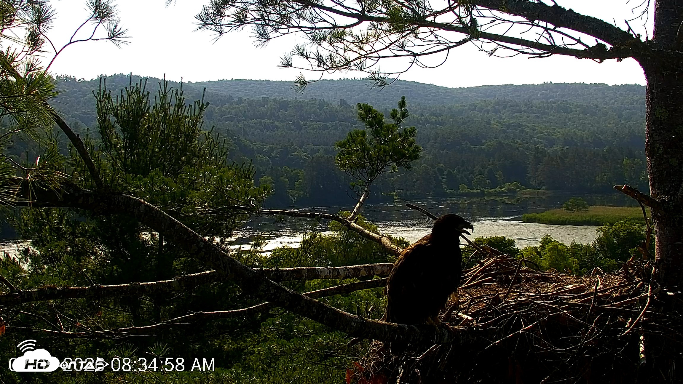 Snapshot of VINS Bald Eagles Nest Live Cams taken Jul 5, 2026, 8:35am EDT