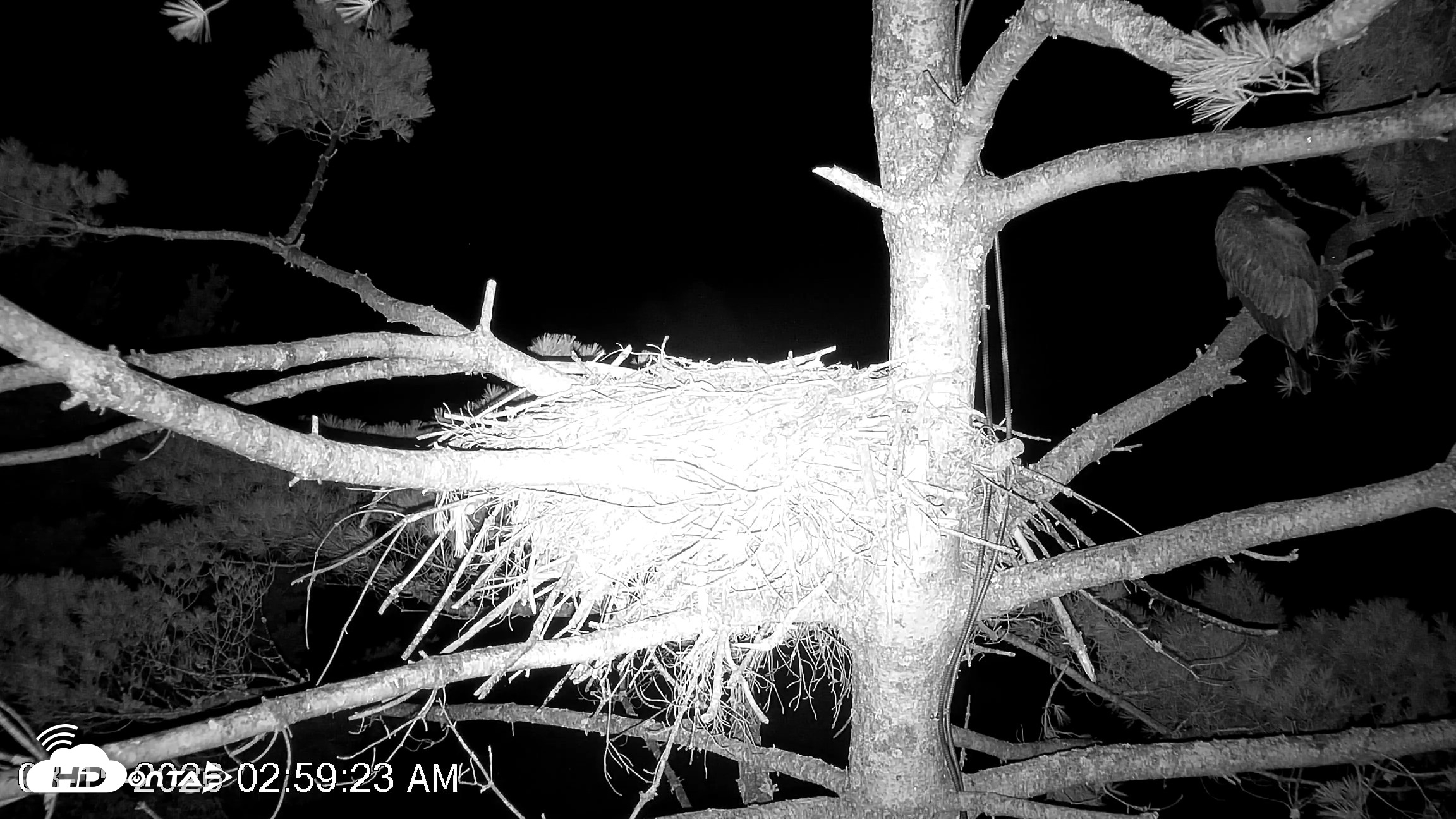 Snapshot of VINS Bald Eagles Nest Live Cams taken Aug 15, 2026, 3:00am EDT