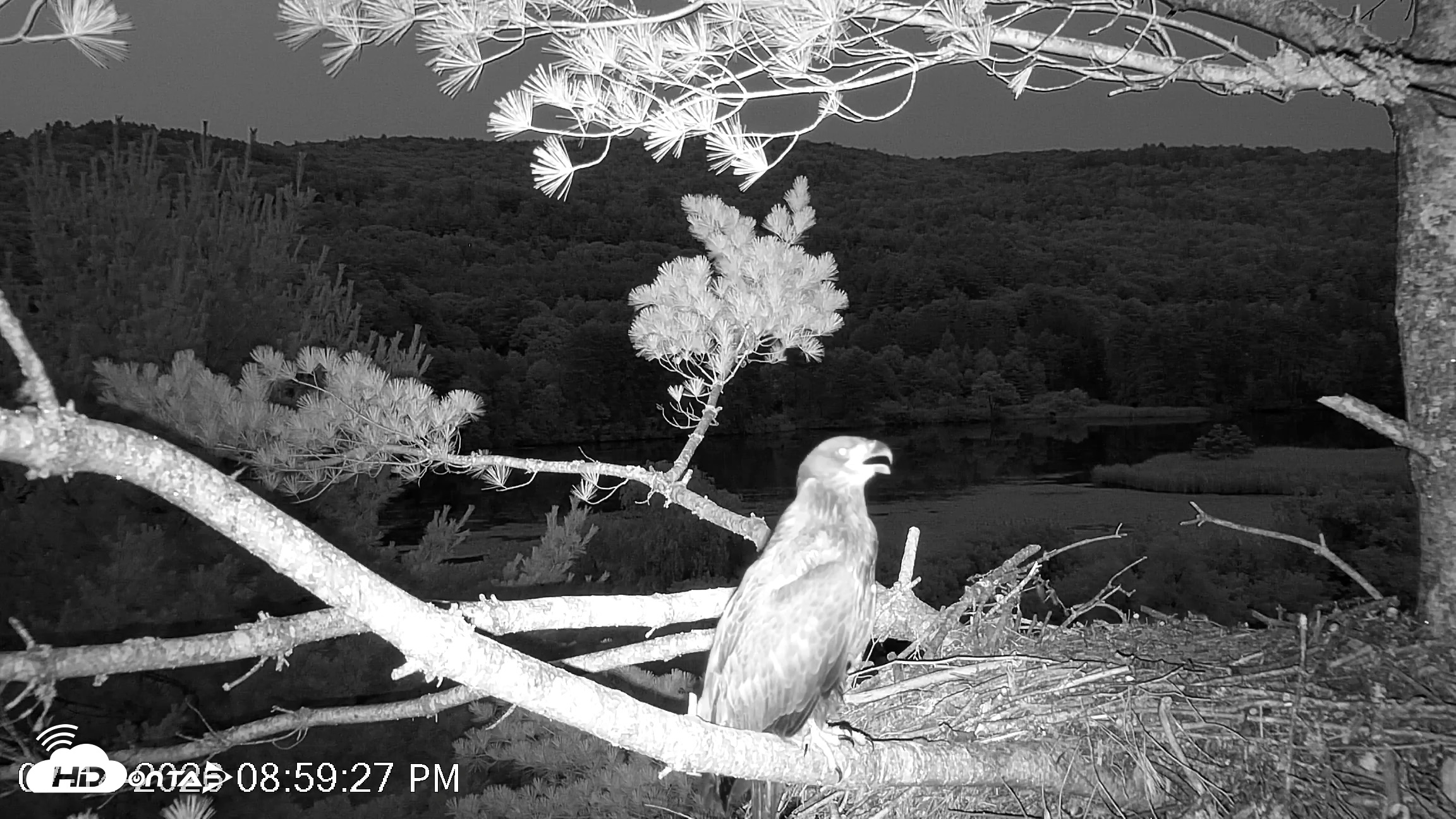 Snapshot of VINS Bald Eagles Nest Live Cams taken Jul 14, 2026, 9:00pm EDT