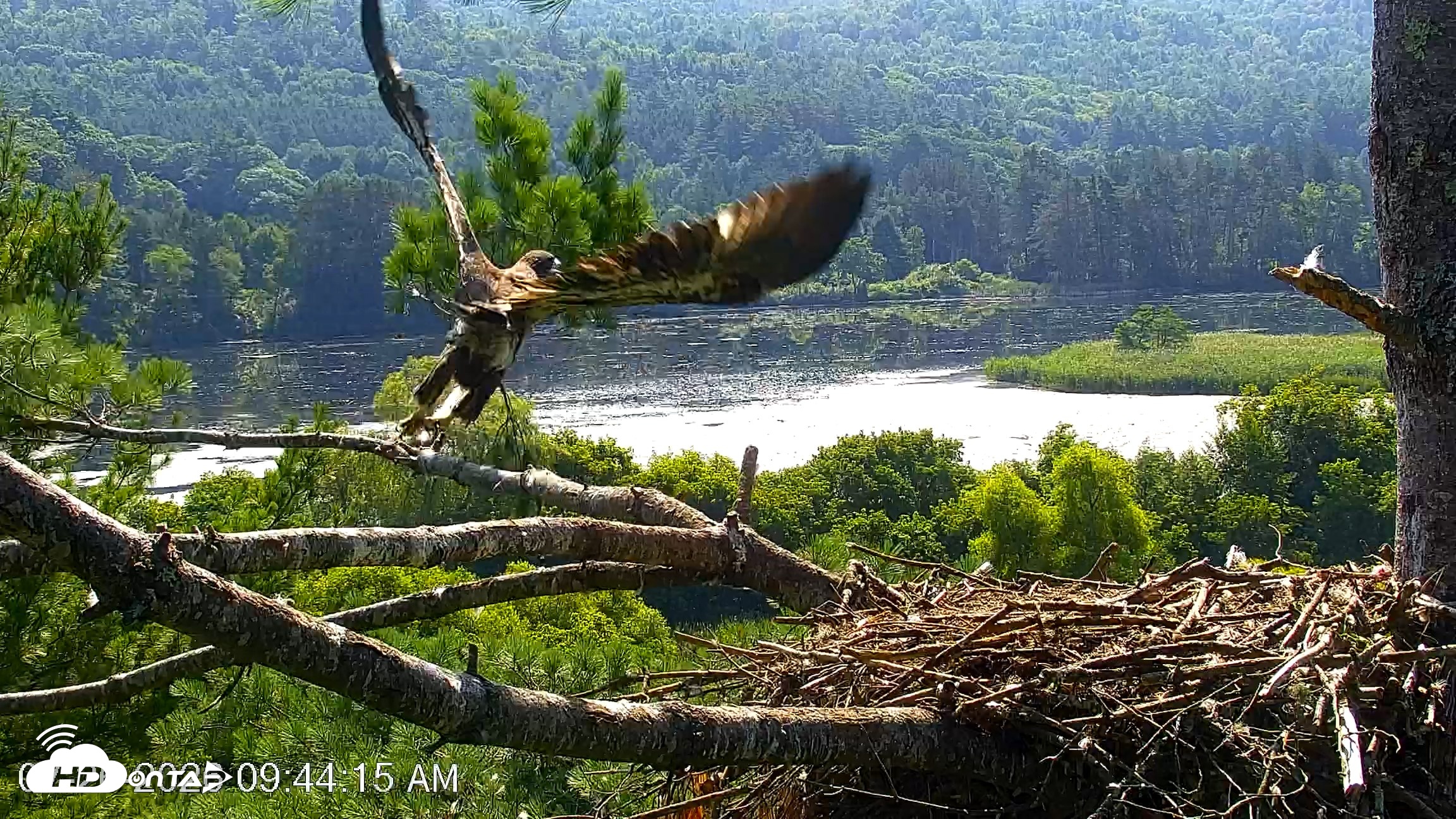 Snapshot of VINS Bald Eagles Nest Live Cams taken Jul 26, 2026, 9:45am EDT