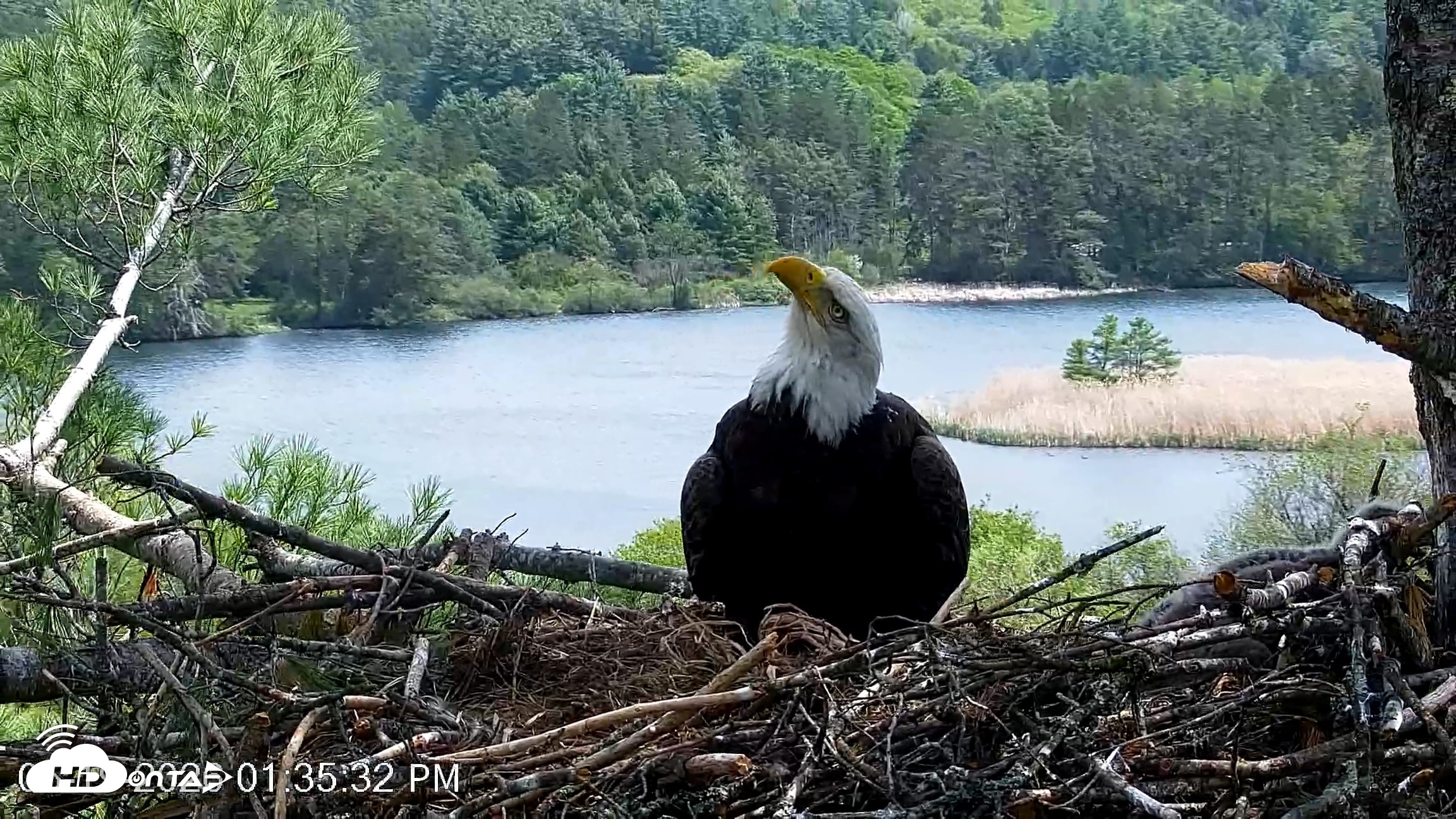 Snapshot of VINS Bald Eagles Nest Live Cams taken May 19, 2026, 1:36pm EDT