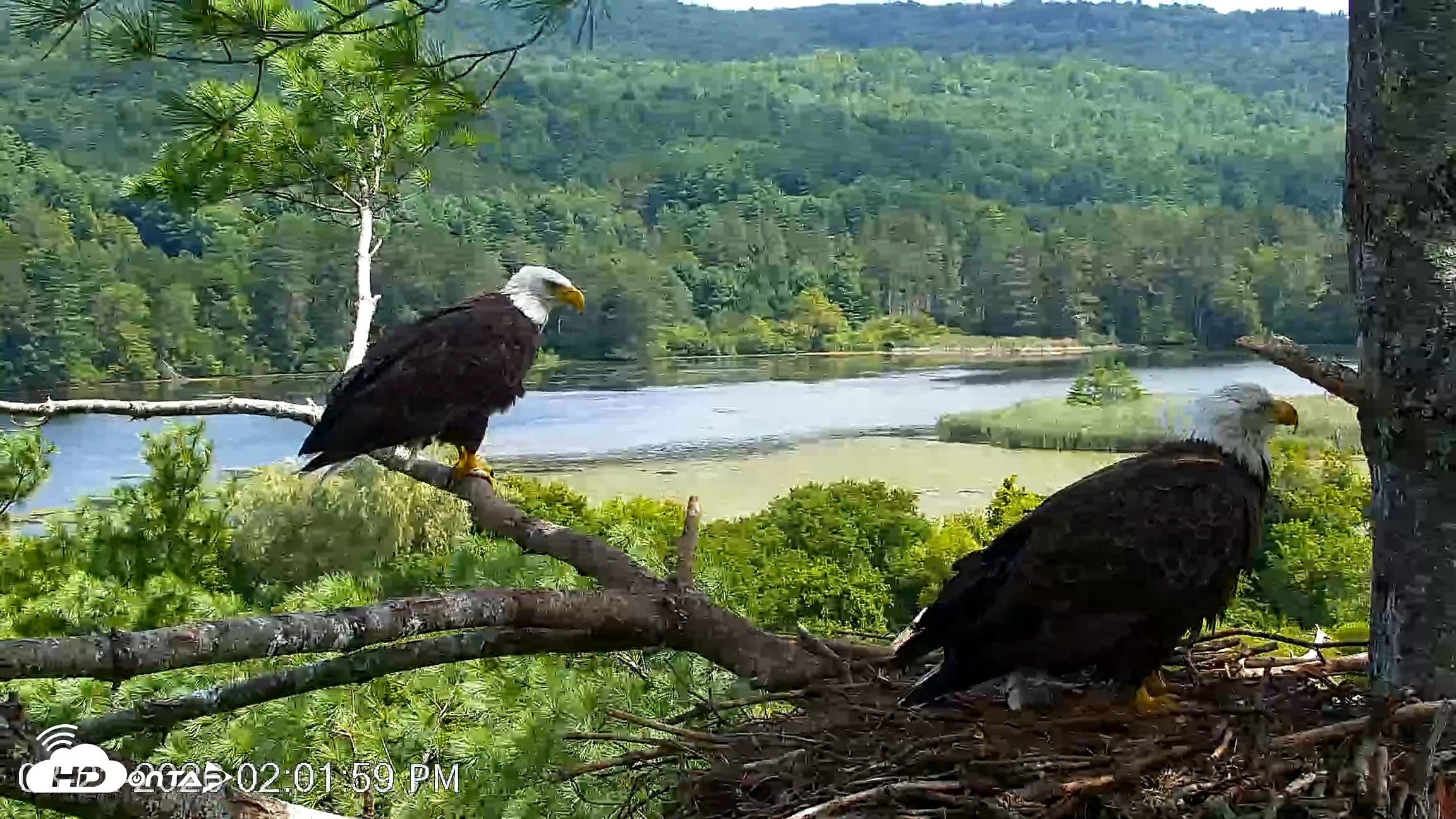 Snapshot of VINS Bald Eagles Nest Live Cams taken Aug 22, 2026, 2:02pm EDT