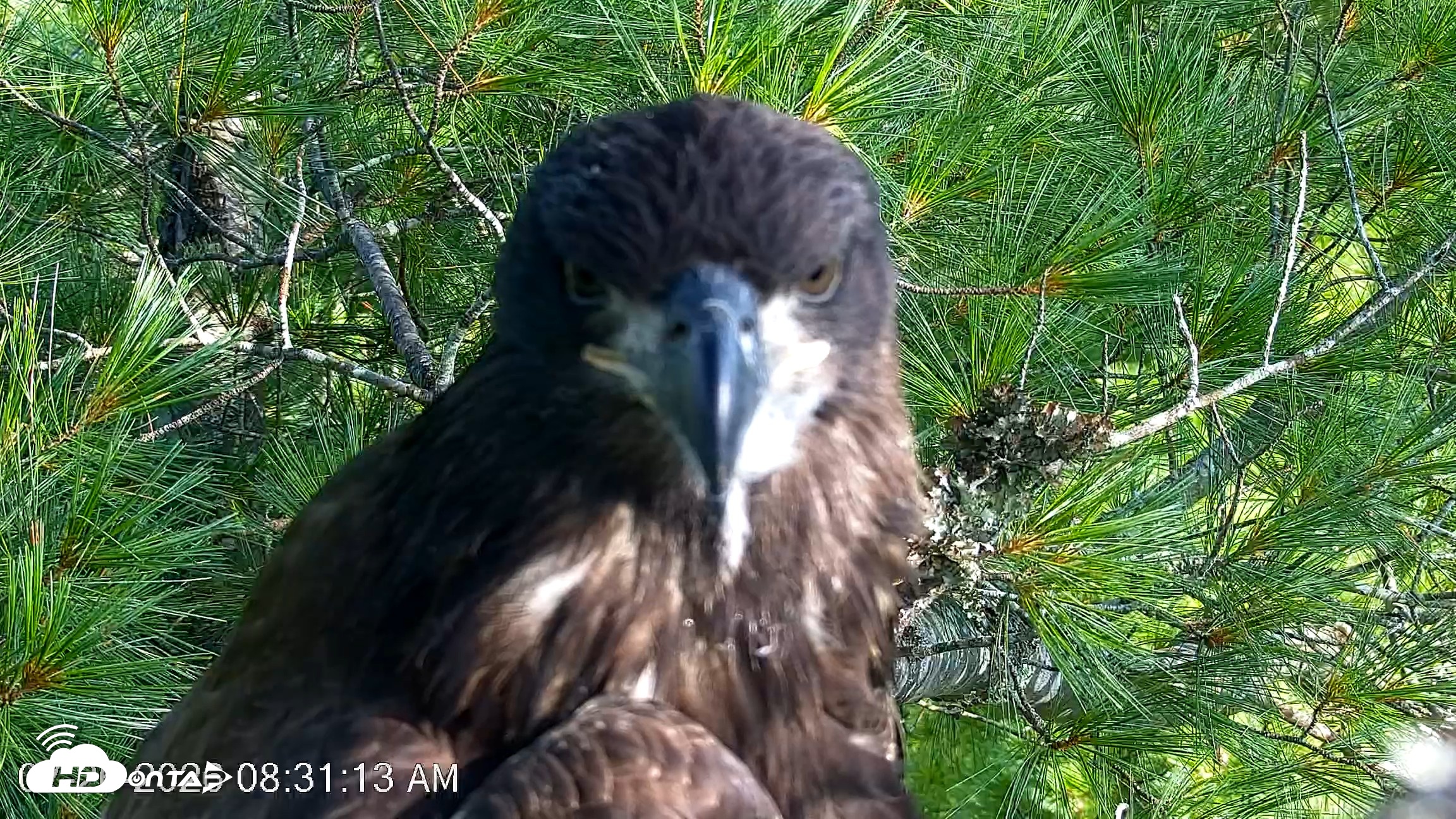 Snapshot of VINS Bald Eagles Nest Live Cams taken Jul 26, 2026, 8:32am EDT