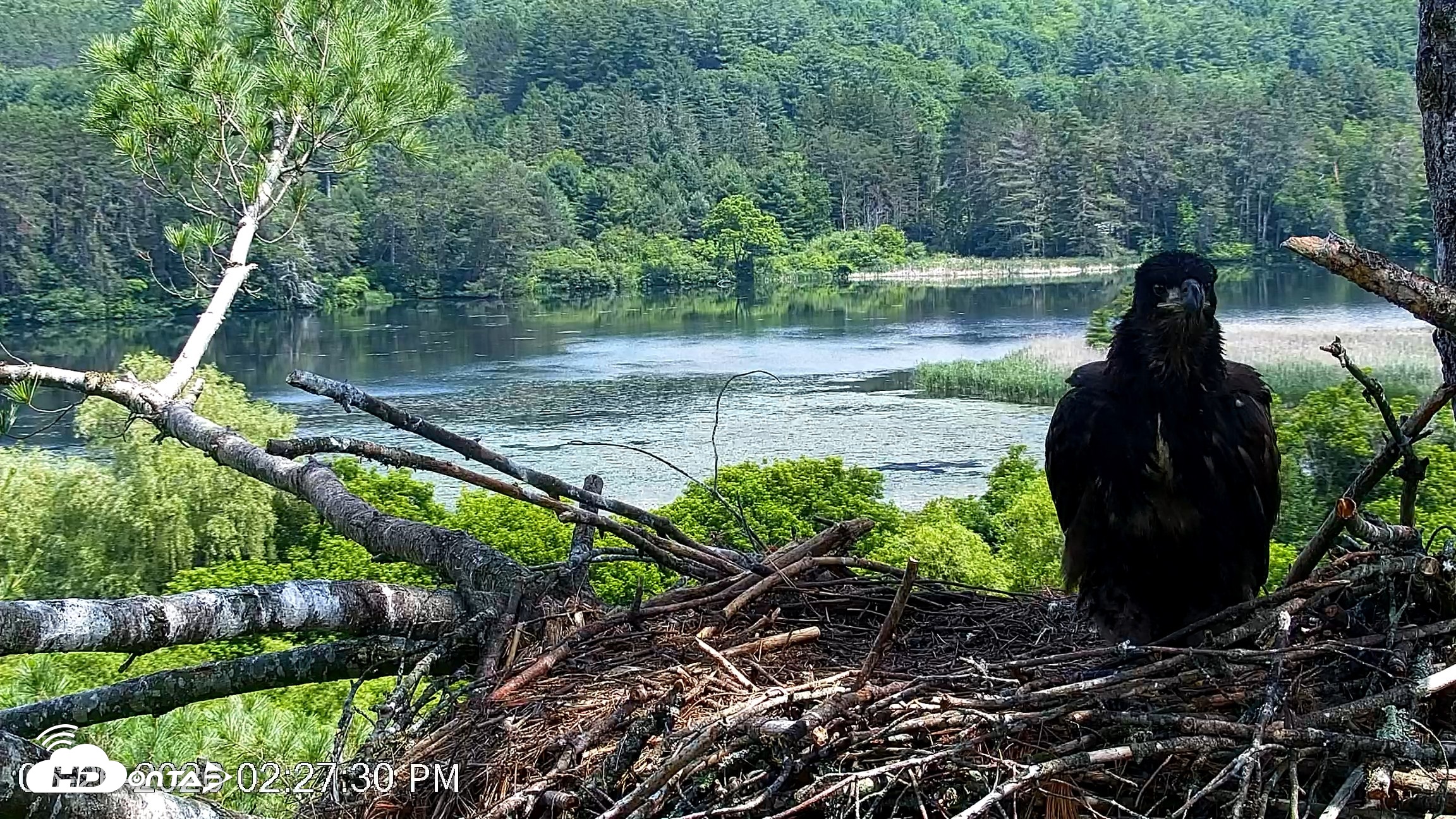 Snapshot of VINS Bald Eagles Nest Live Cams taken Jun 26, 2026, 2:28pm EDT