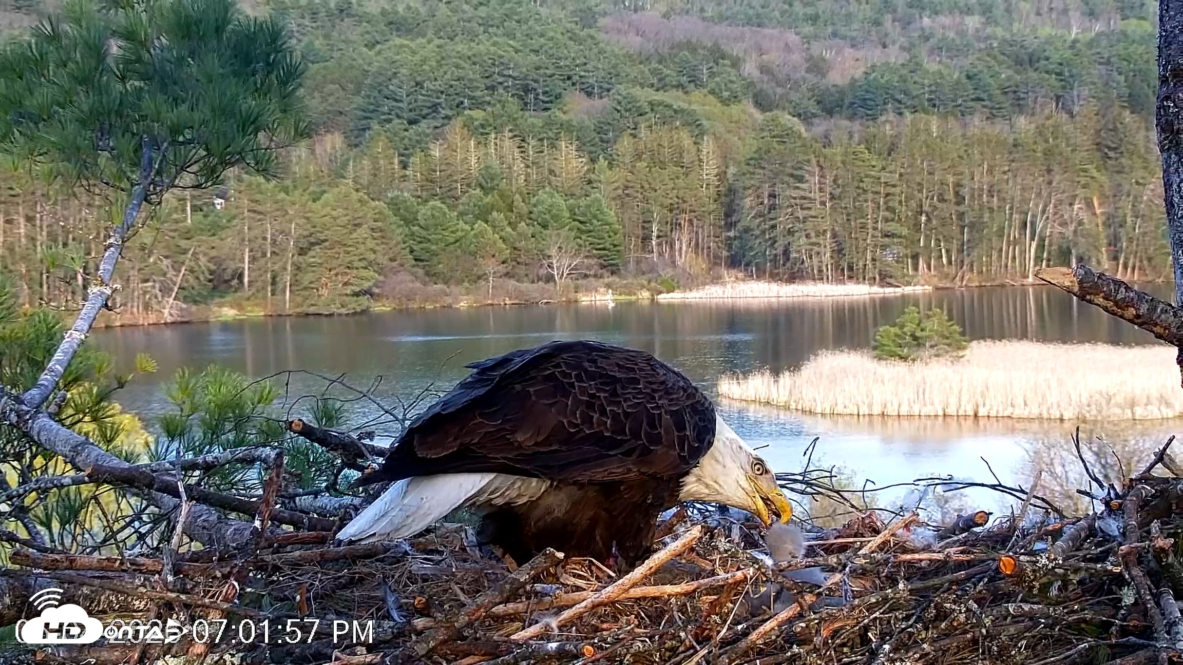 Snapshot of VINS Bald Eagles Nest Live Cams taken May 4, 2026, 7:02pm EDT