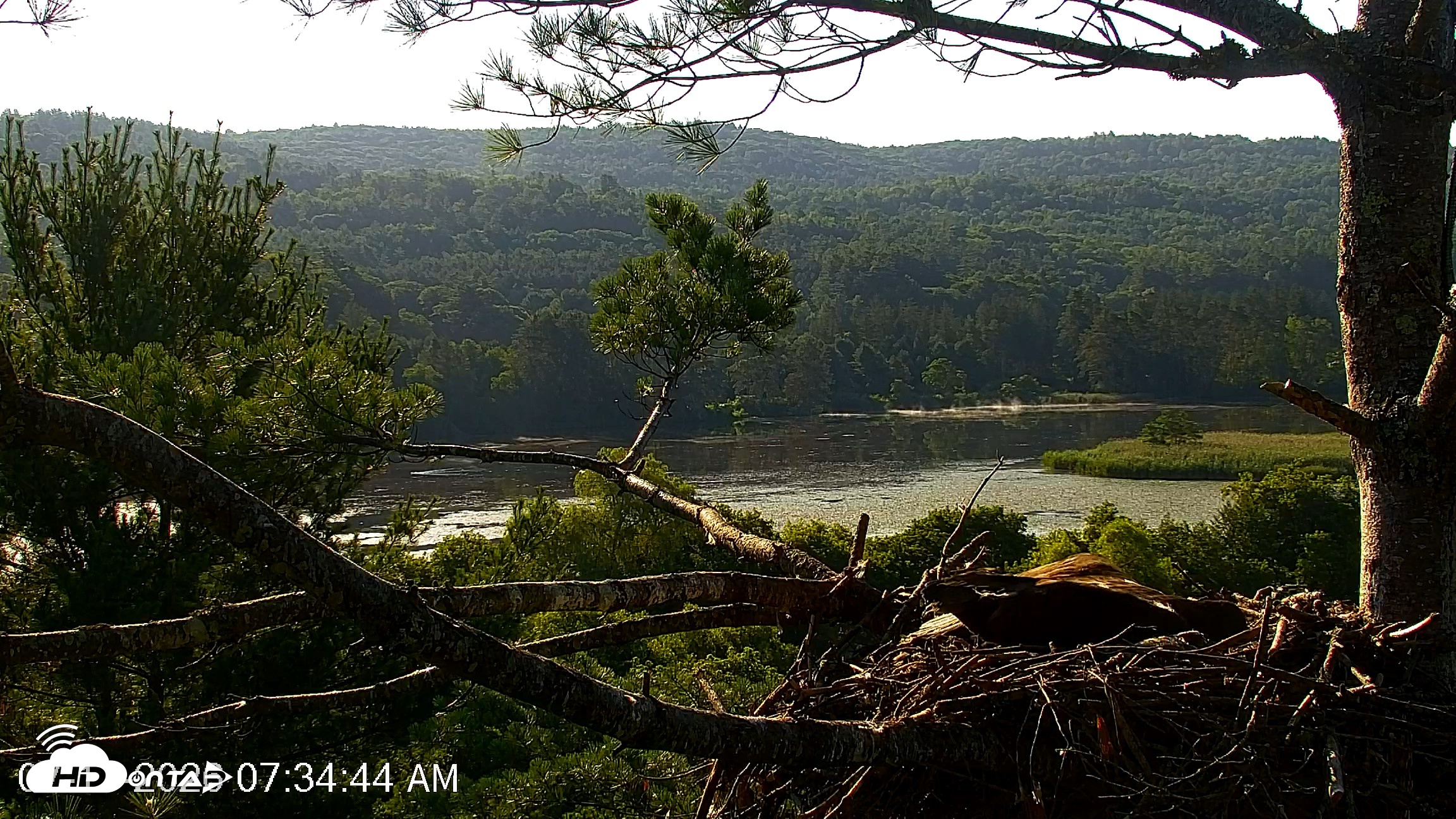 Snapshot of VINS Bald Eagles Nest Live Cams taken Jul 17, 2026, 7:35am EDT
