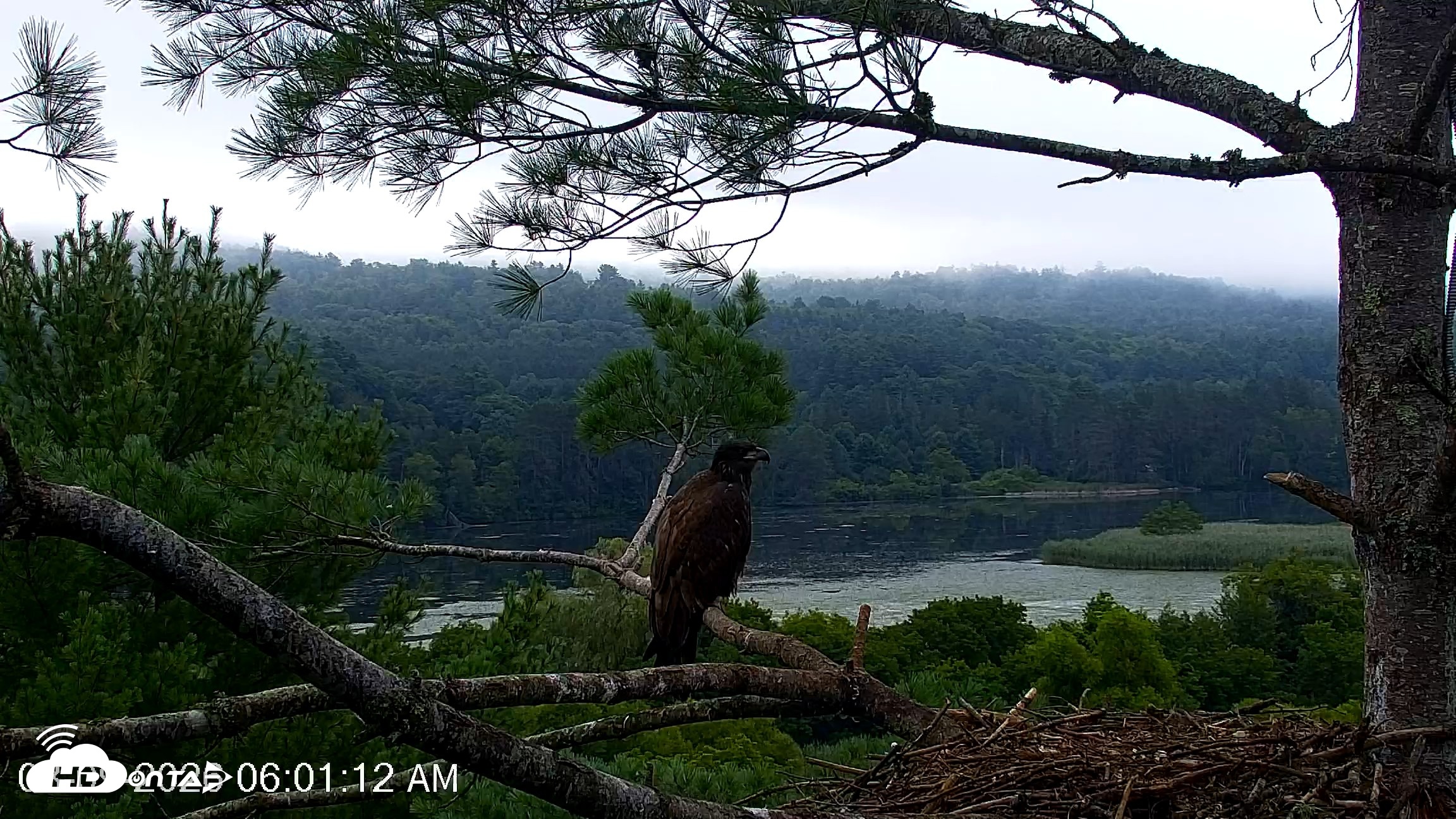 Snapshot of VINS Bald Eagles Nest Live Cams taken Aug 9, 2026, 6:01am EDT