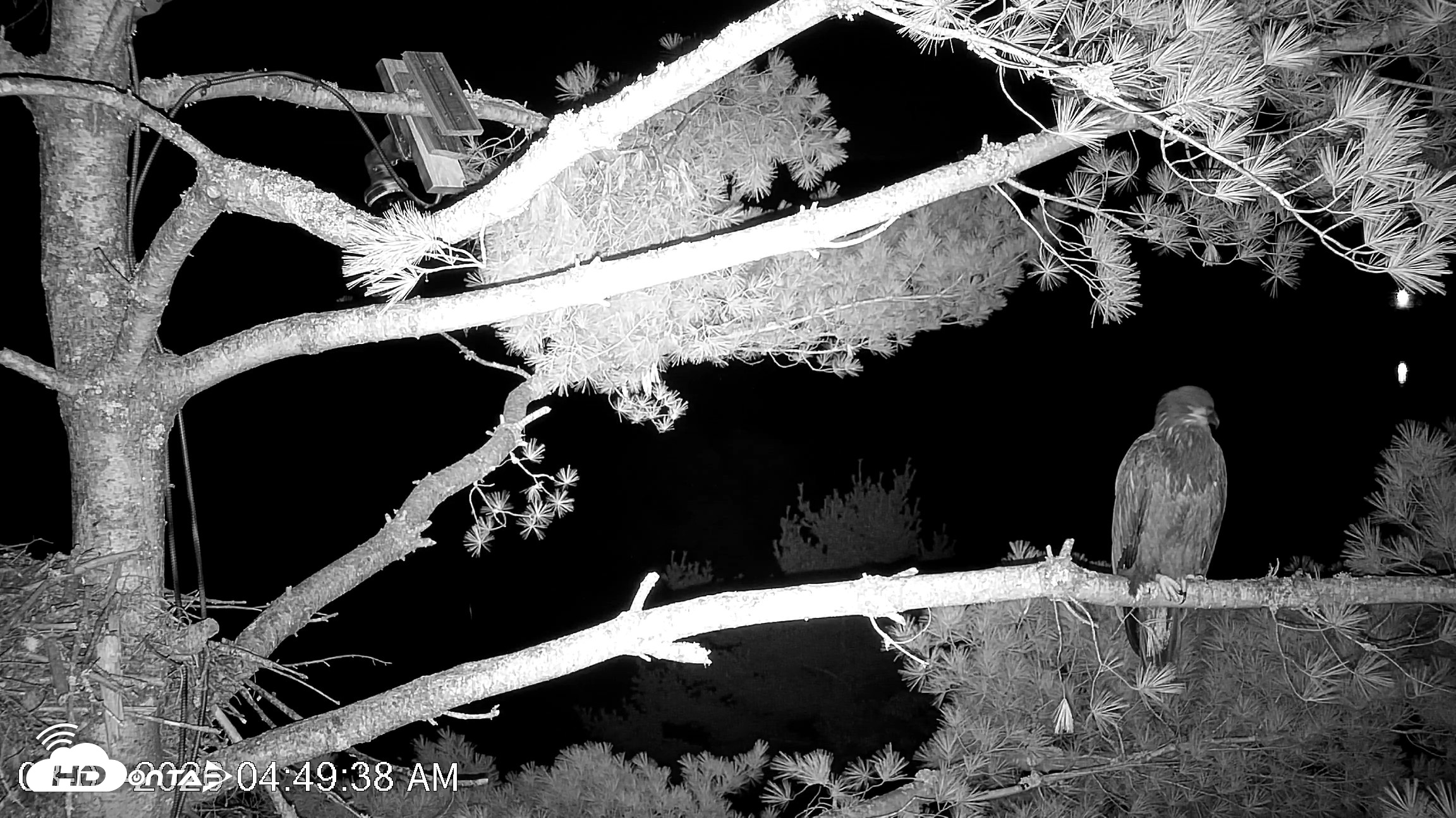 Snapshot of VINS Bald Eagles Nest Live Cams taken Aug 7, 2026, 4:50am EDT