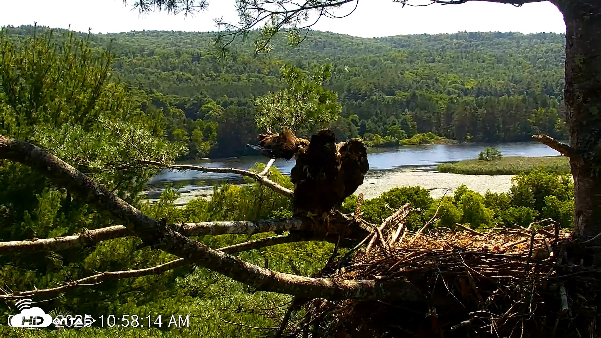 Snapshot of VINS Bald Eagles Nest Live Cams taken Jul 17, 2026, 10:58am EDT
