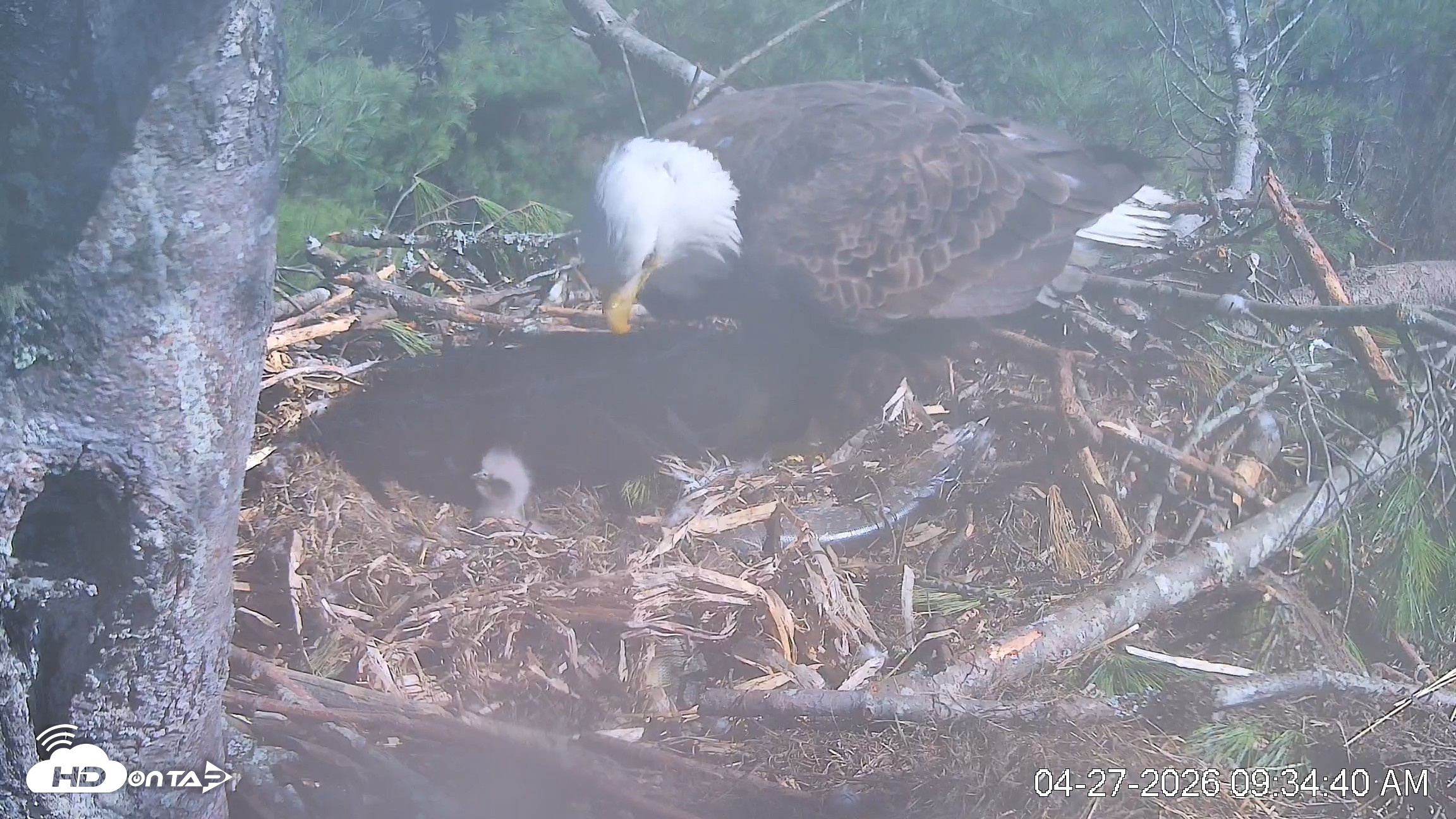 Snapshot of VINS Bald Eagles Nest Live Cams taken Apr 27, 2026, 9:35am EDT