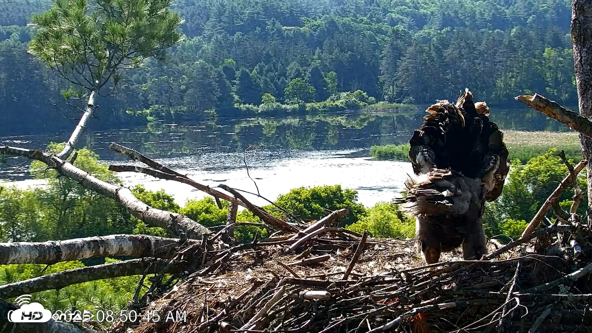 Snapshot of VINS Bald Eagles Nest Live Cams taken Jun 25, 2026, 8:51am EDT