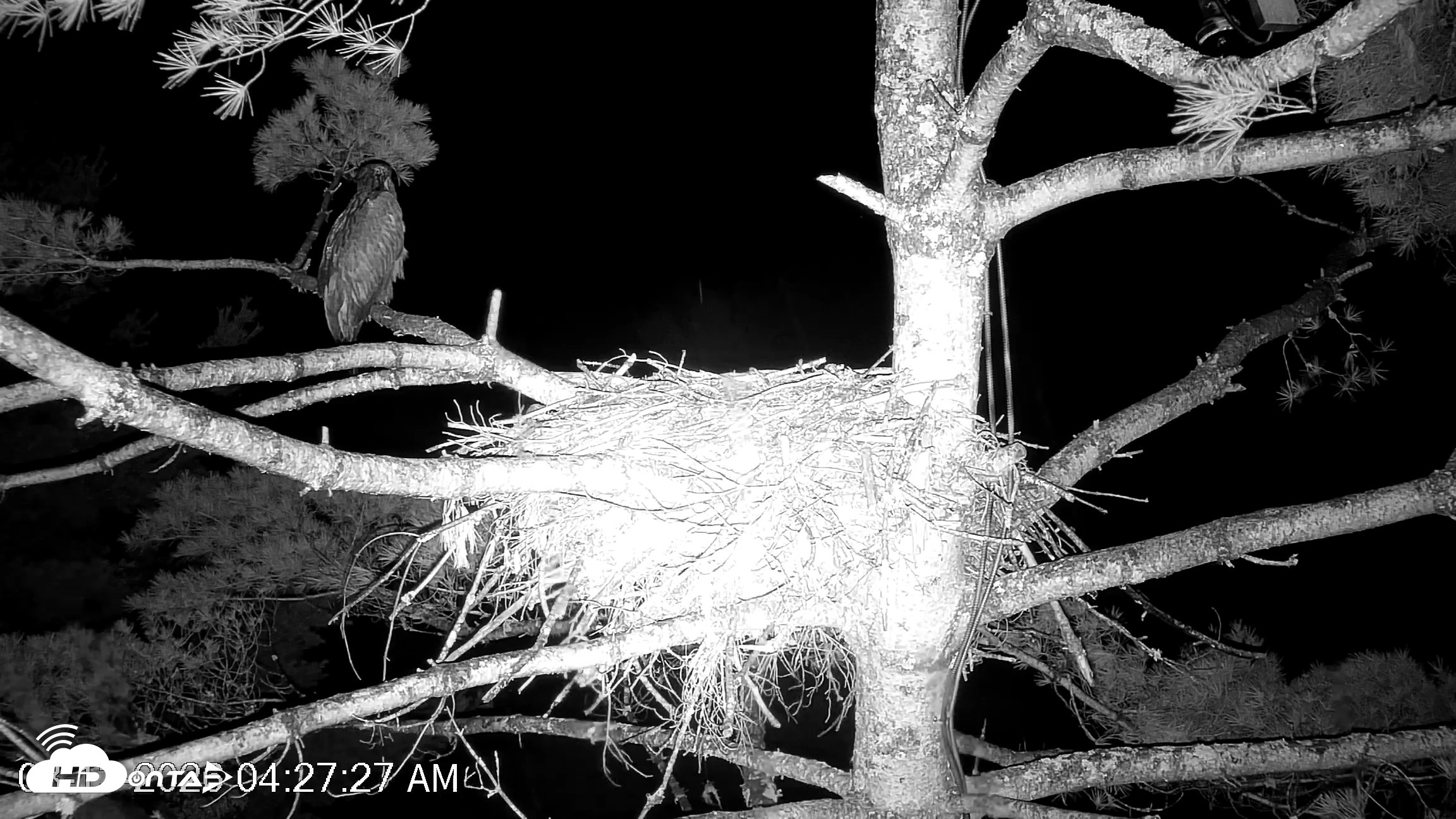 Snapshot of VINS Bald Eagles Nest Live Cams taken Aug 13, 2026, 4:28am EDT