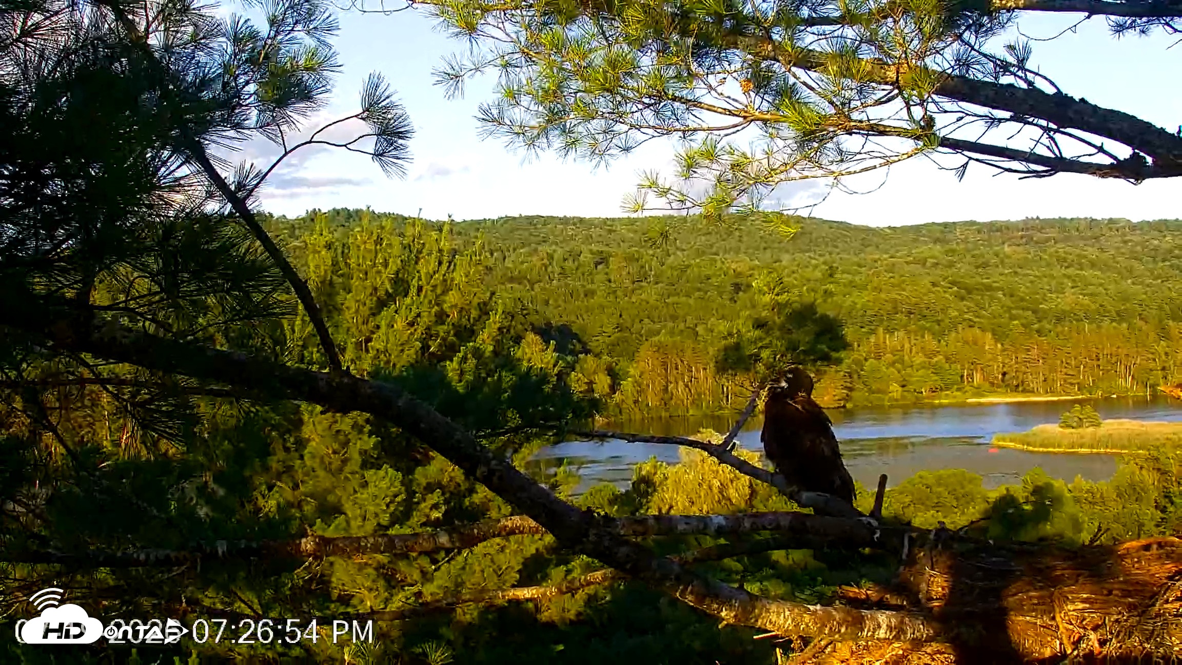 Snapshot of VINS Bald Eagles Nest Live Cams taken Jul 19, 2026, 7:27pm EDT