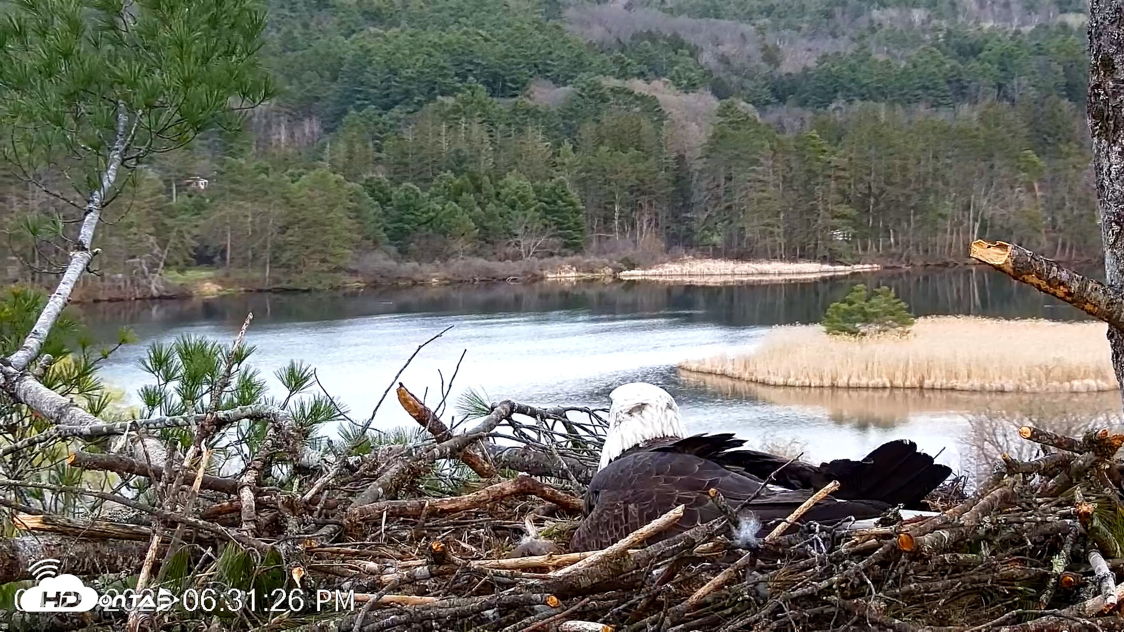 Snapshot of VINS Bald Eagles Nest Live Cams taken Apr 25, 2026, 6:32pm EDT