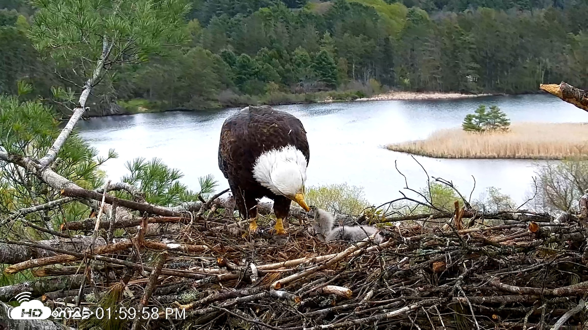 Snapshot of VINS Bald Eagles Nest Live Cams taken May 8, 2026, 2:00pm EDT