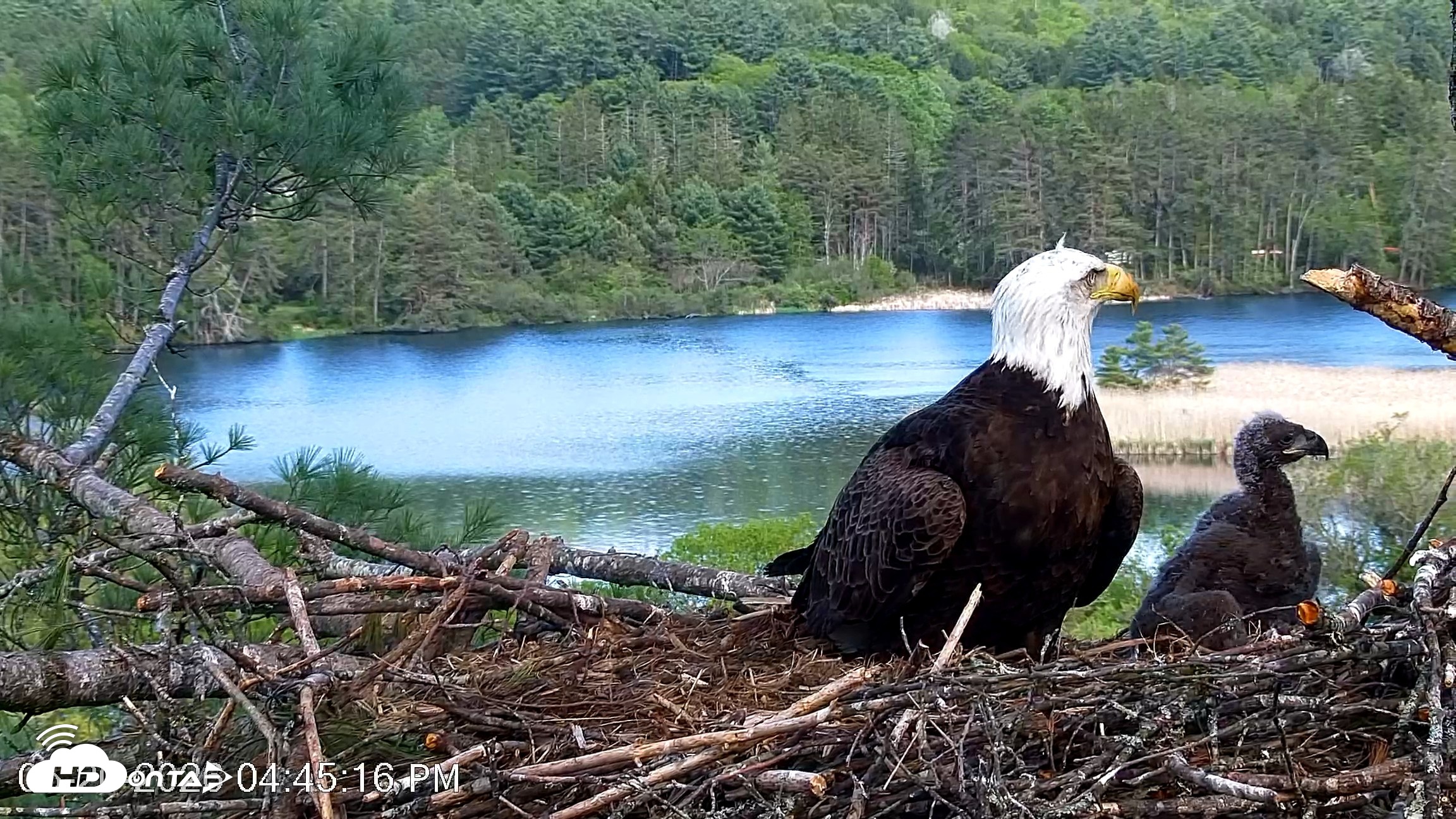 Snapshot of VINS Bald Eagles Nest Live Cams taken May 20, 2026, 4:45pm EDT
