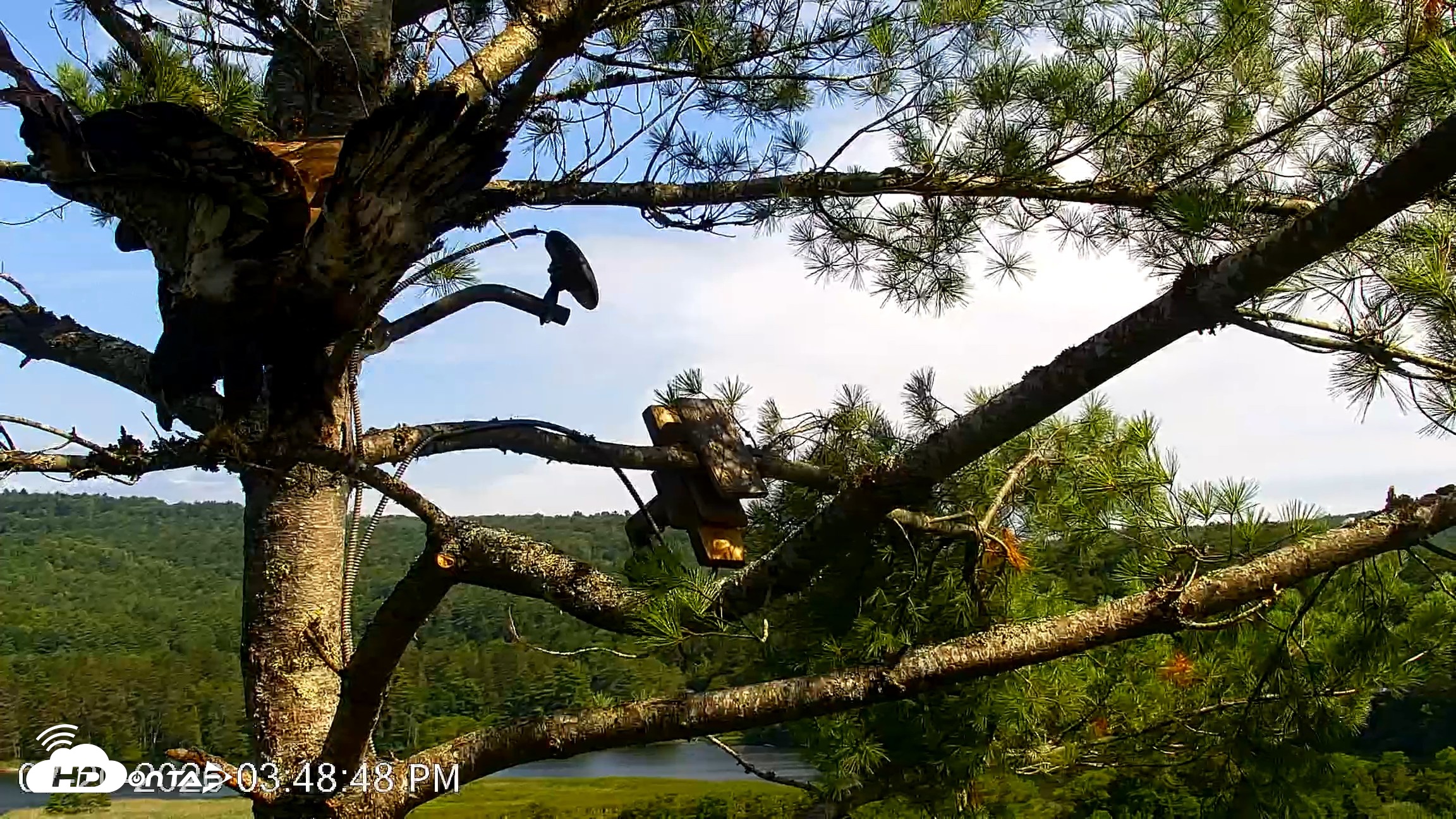 Snapshot of VINS Bald Eagles Nest Live Cams taken Jul 20, 2026, 3:50pm EDT