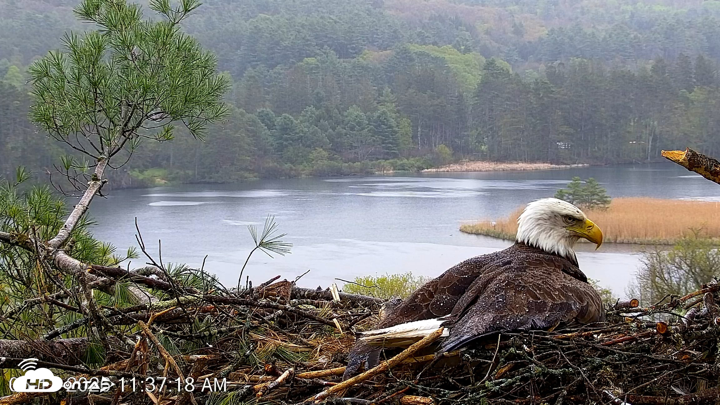 Snapshot of VINS Bald Eagles Nest Live Cams taken May 13, 2026, 11:38am EDT