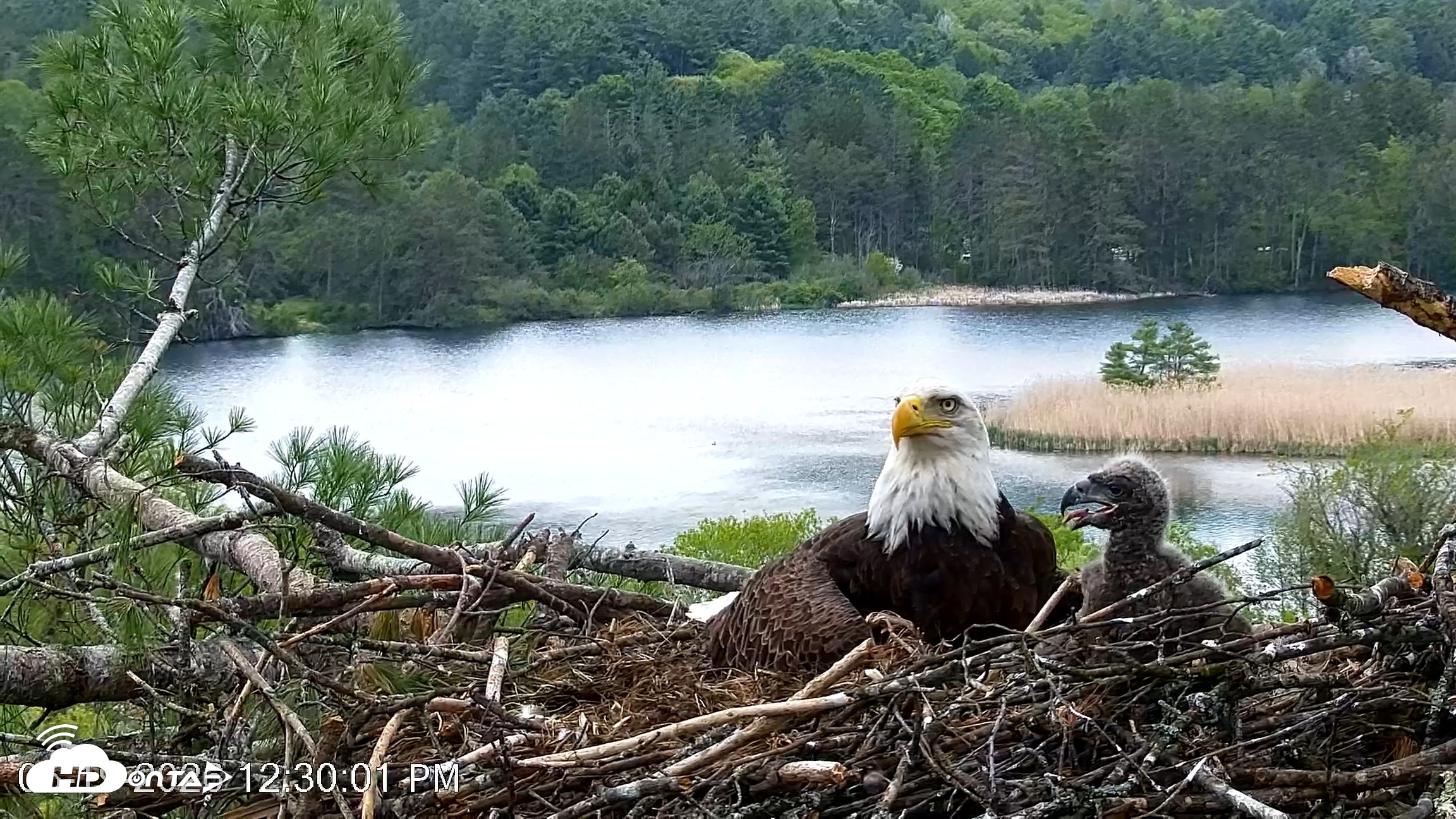 Snapshot of VINS Bald Eagles Nest Live Cams taken May 19, 2026, 12:30pm EDT
