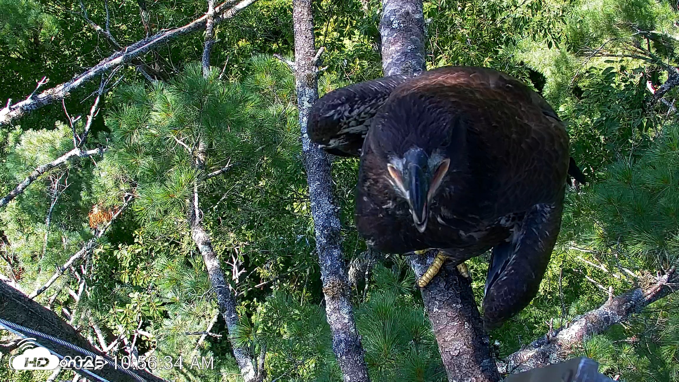 Snapshot of VINS Bald Eagles Nest Live Cams taken Jul 27, 2026, 10:57am EDT