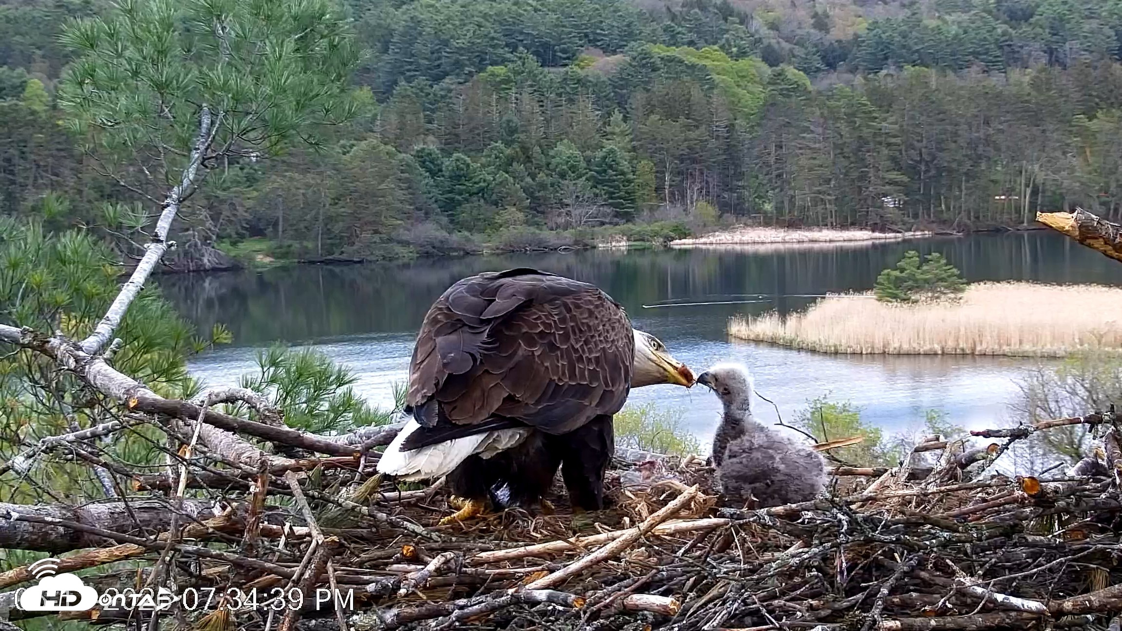 Snapshot of VINS Bald Eagles Nest Live Cams taken May 11, 2026, 7:35pm EDT
