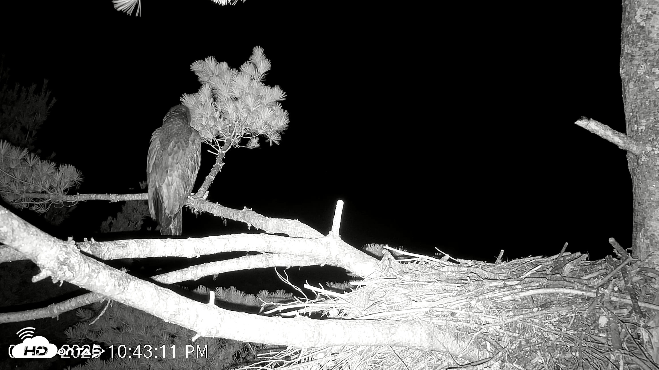 Snapshot of VINS Bald Eagles Nest Live Cams taken Jul 24, 2026, 10:44pm EDT