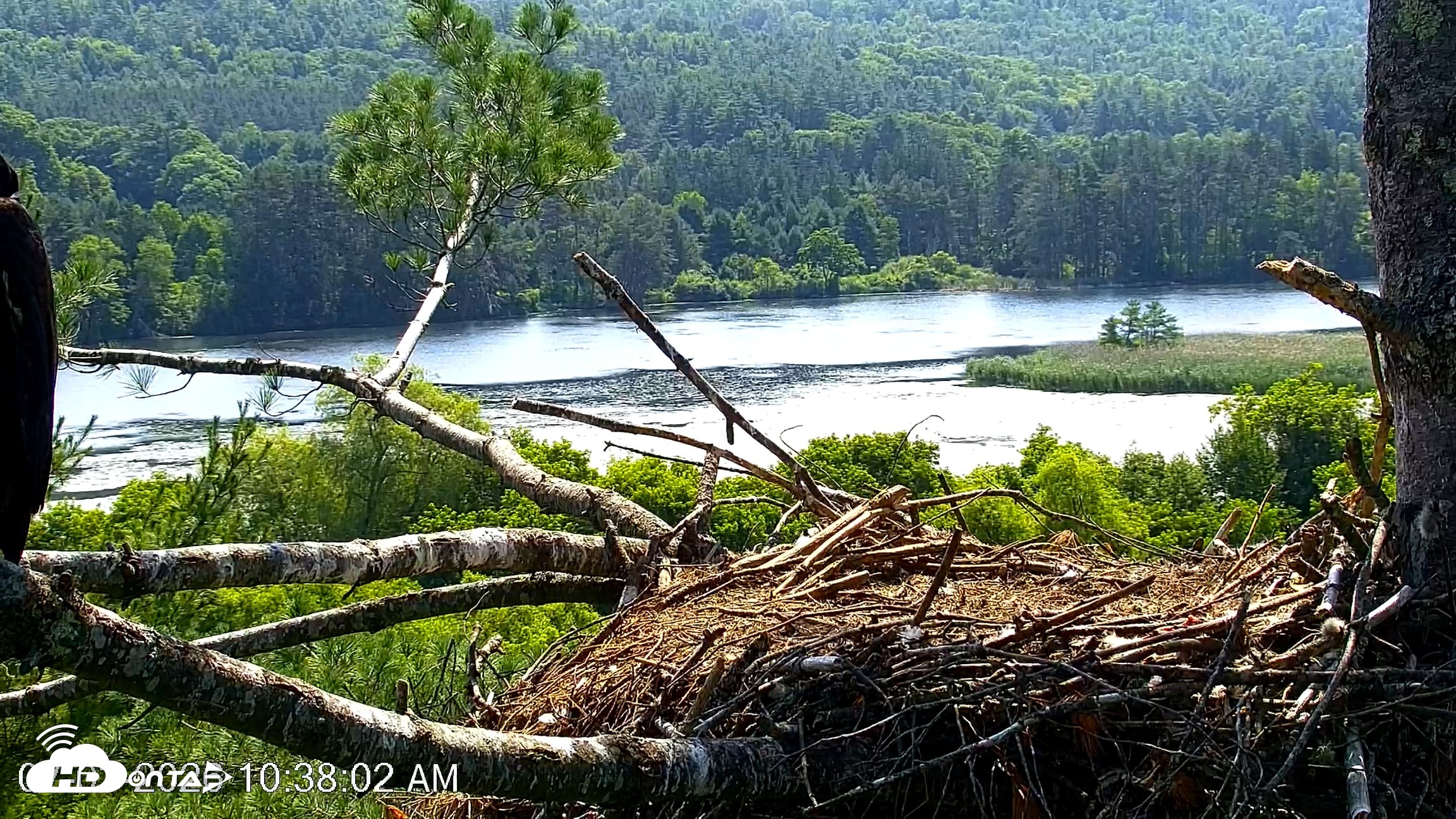 Snapshot of VINS Bald Eagles Nest Live Cams taken Jul 3, 2026, 10:39am EDT