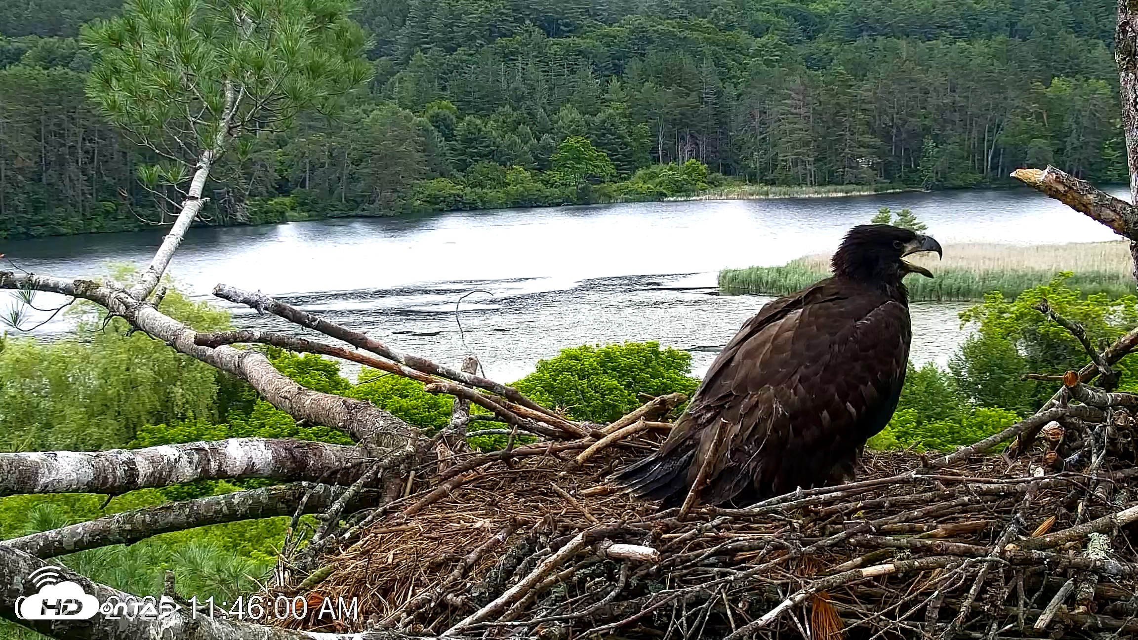 Snapshot of VINS Bald Eagles Nest Live Cams taken Jun 23, 2026, 11:46am EDT