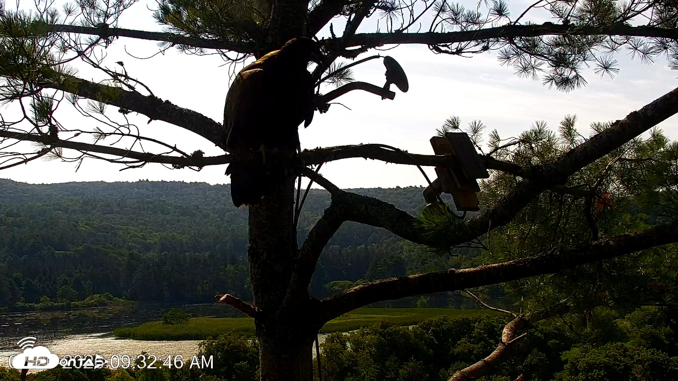 Snapshot of VINS Bald Eagles Nest Live Cams taken Jul 26, 2026, 9:33am EDT