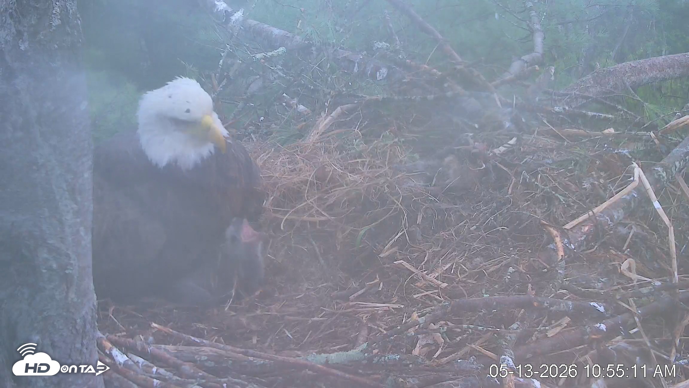 Snapshot of VINS Bald Eagles Nest Live Cams taken May 13, 2026, 10:55am EDT