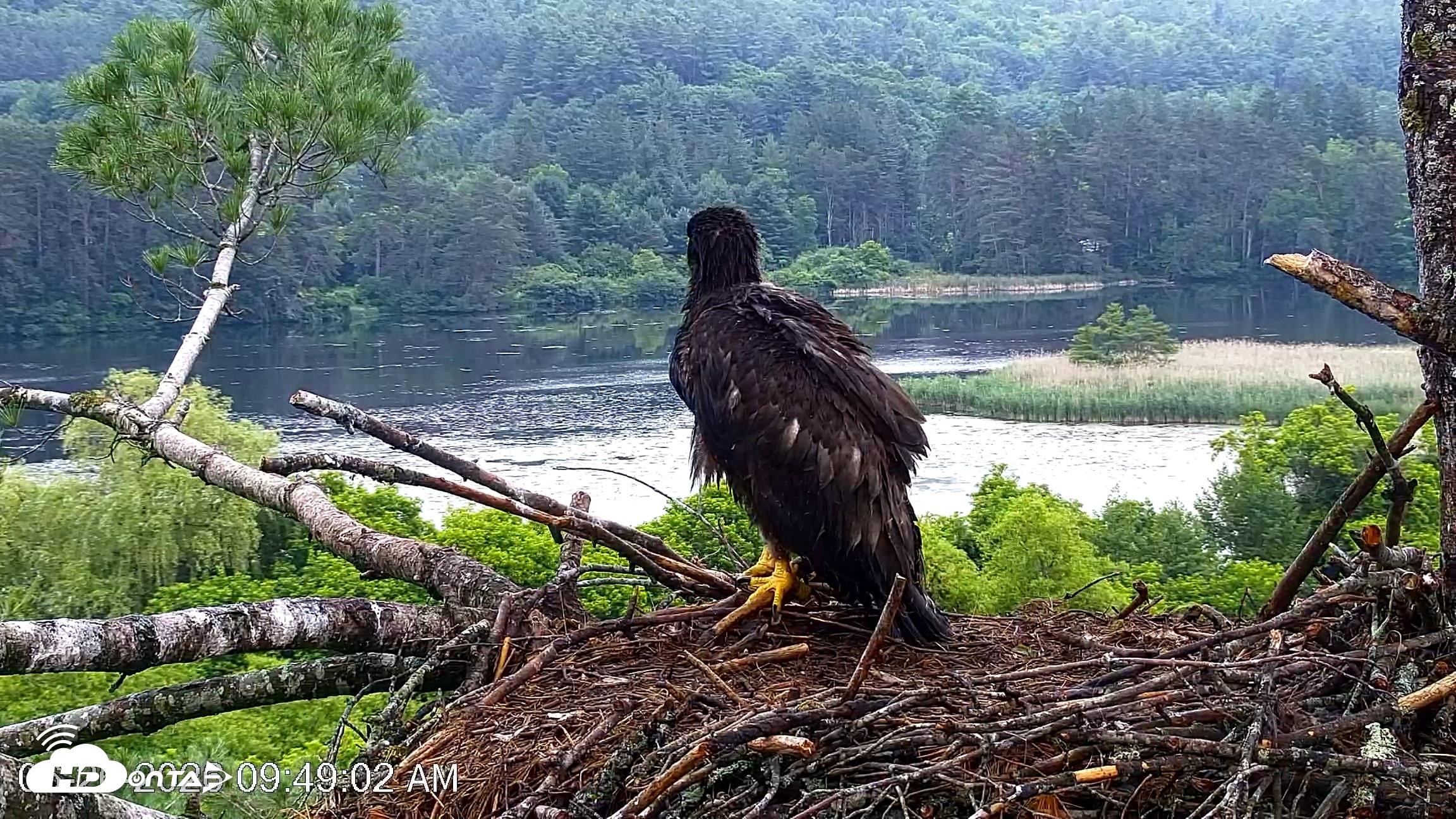 Snapshot of VINS Bald Eagles Nest Live Cams taken Jun 26, 2026, 9:49am EDT