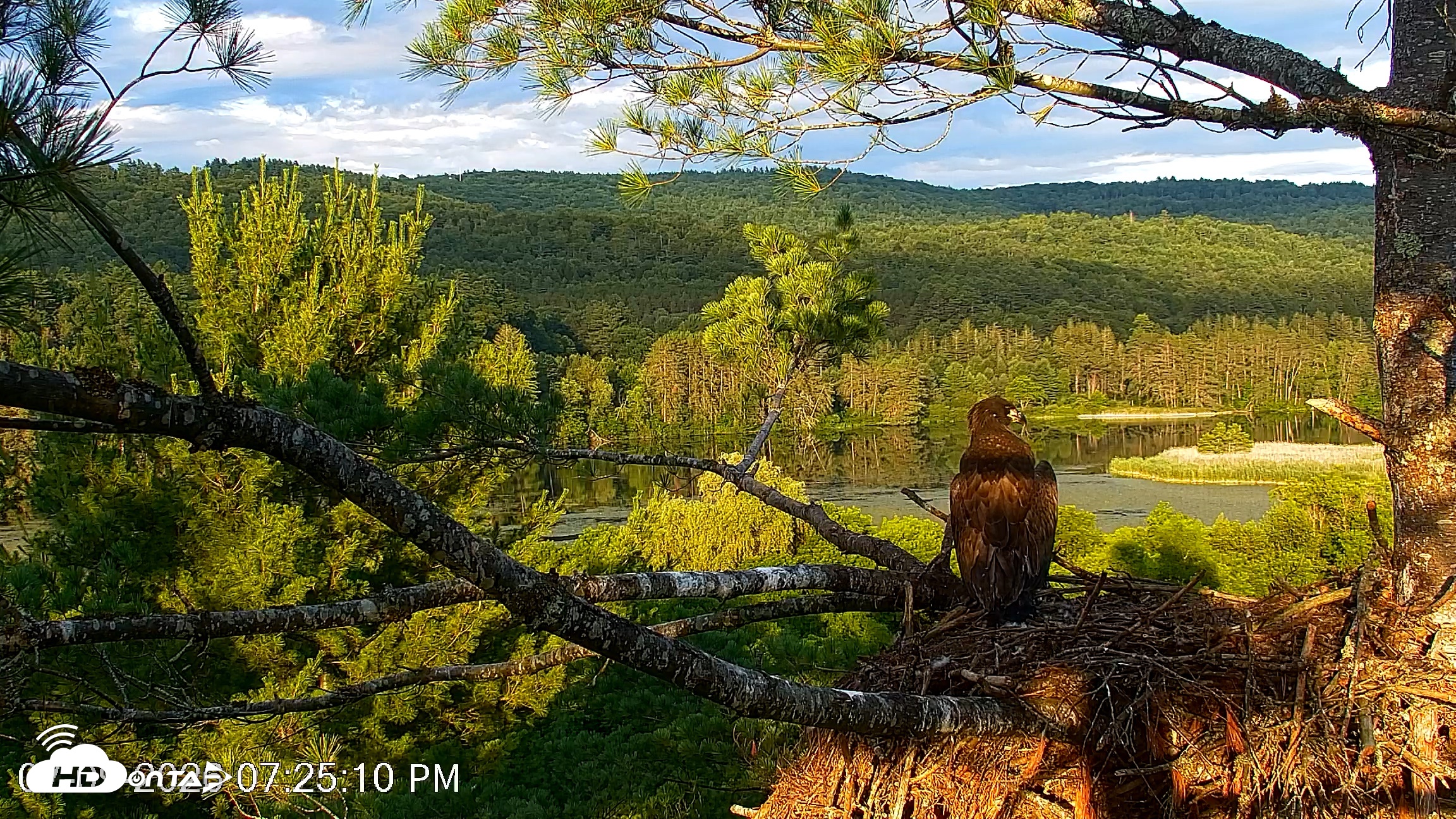 Snapshot of VINS Bald Eagles Nest Live Cams taken Jul 9, 2026, 7:25pm EDT