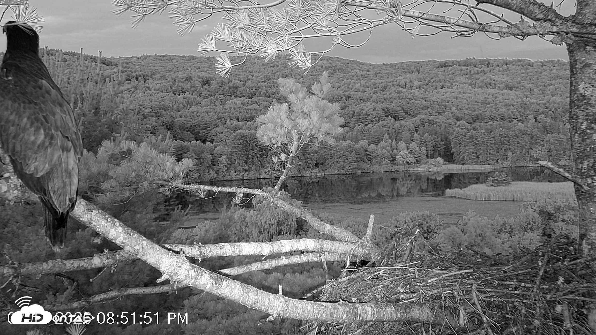 Snapshot of VINS Bald Eagles Nest Live Cams taken Jul 13, 2026, 8:53pm EDT