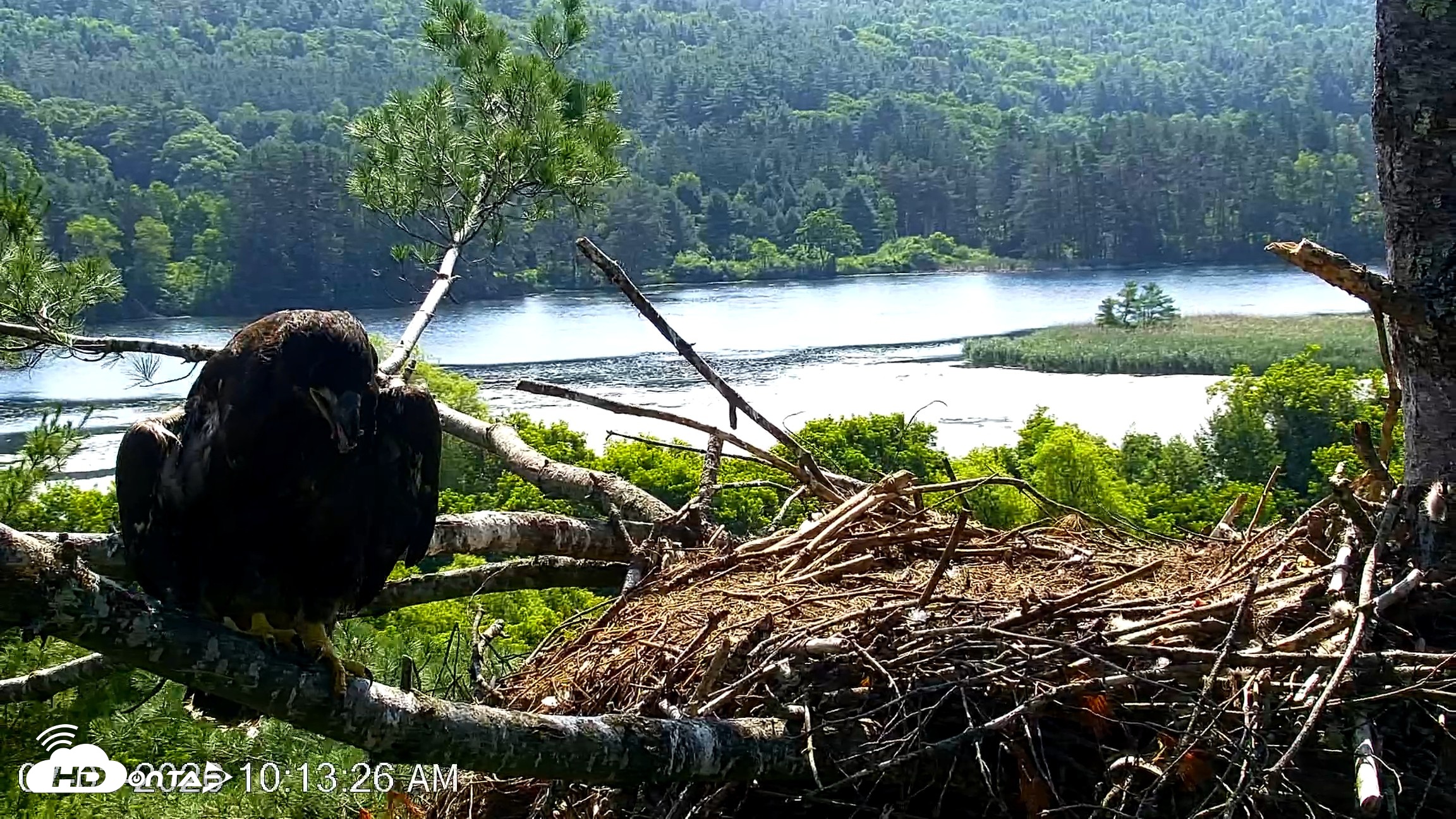 Snapshot of VINS Bald Eagles Nest Live Cams taken Jul 3, 2026, 10:14am EDT