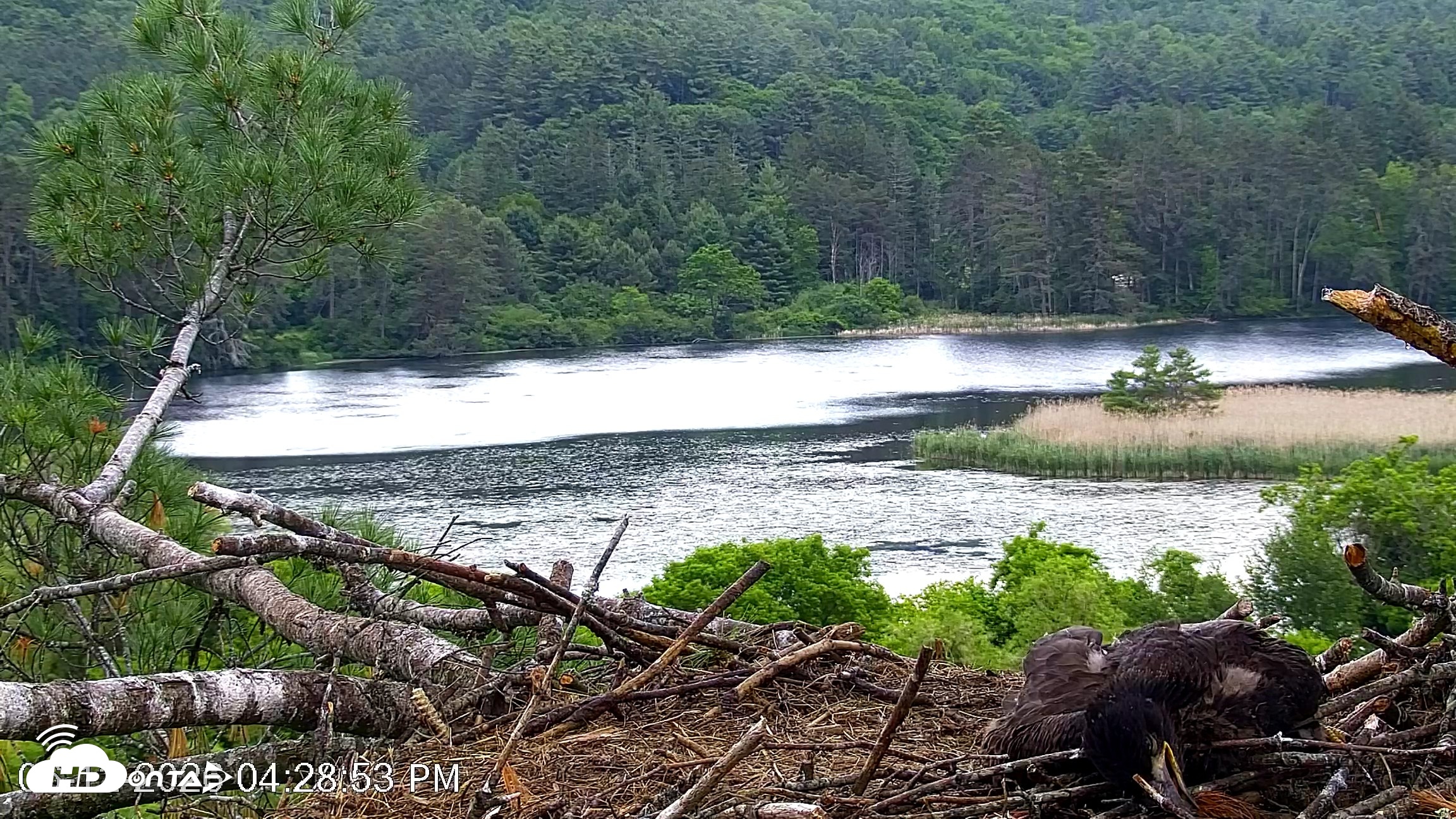 Snapshot of VINS Bald Eagles Nest Live Cams taken Jun 12, 2026, 4:29pm EDT