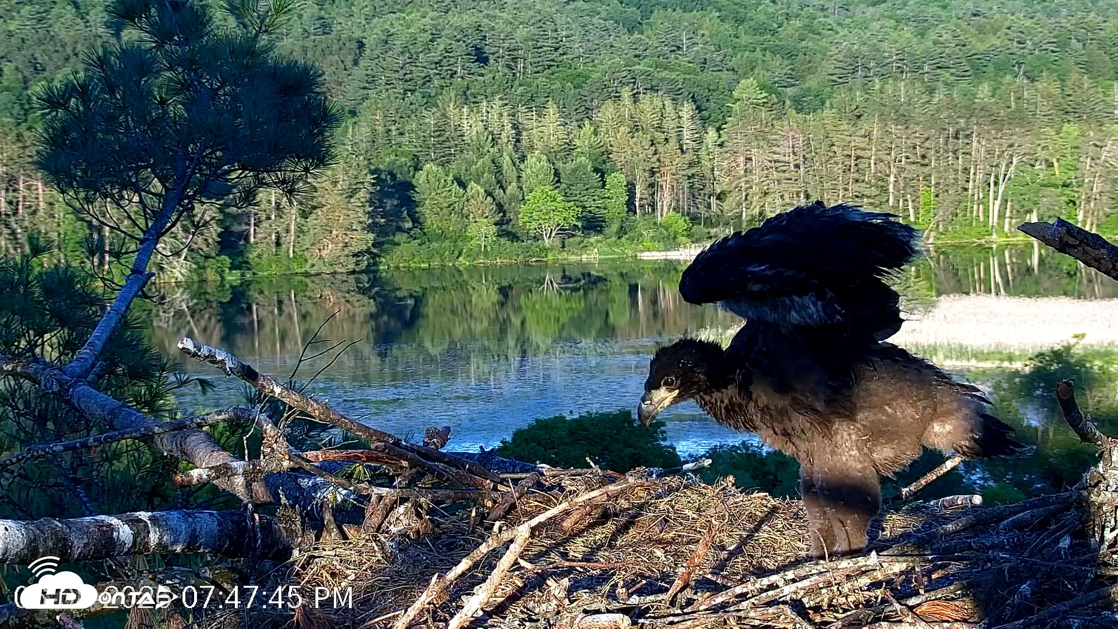 Snapshot of VINS Bald Eagles Nest Live Cams taken Jun 8, 2026, 7:48pm EDT