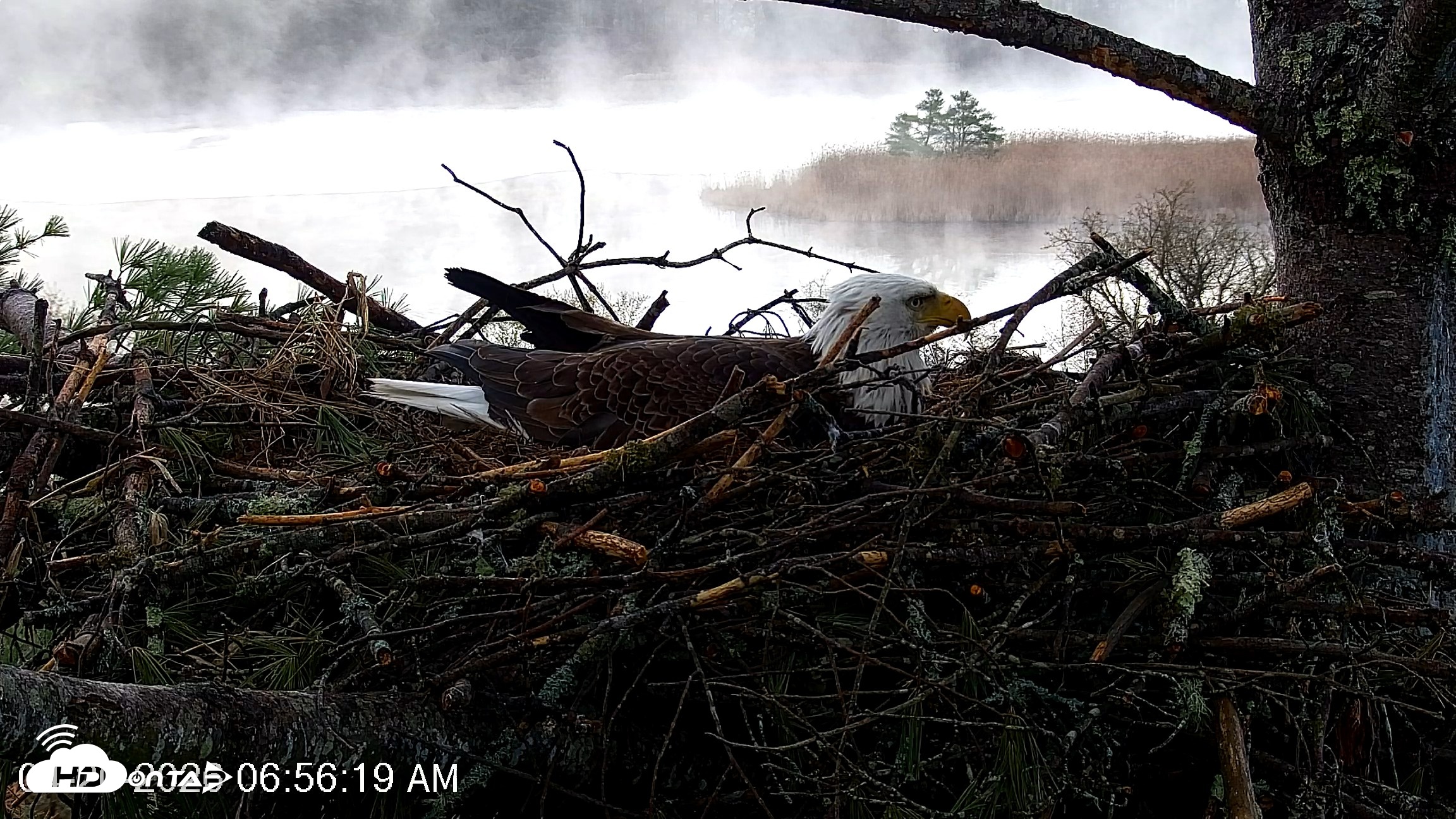 Snapshot of VINS Bald Eagles Nest Live Cams taken Apr 20, 2026, 6:57am EDT