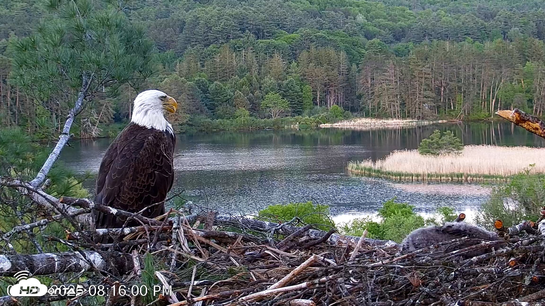 Snapshot of VINS Bald Eagles Nest Live Cams taken May 26, 2026, 8:16pm EDT