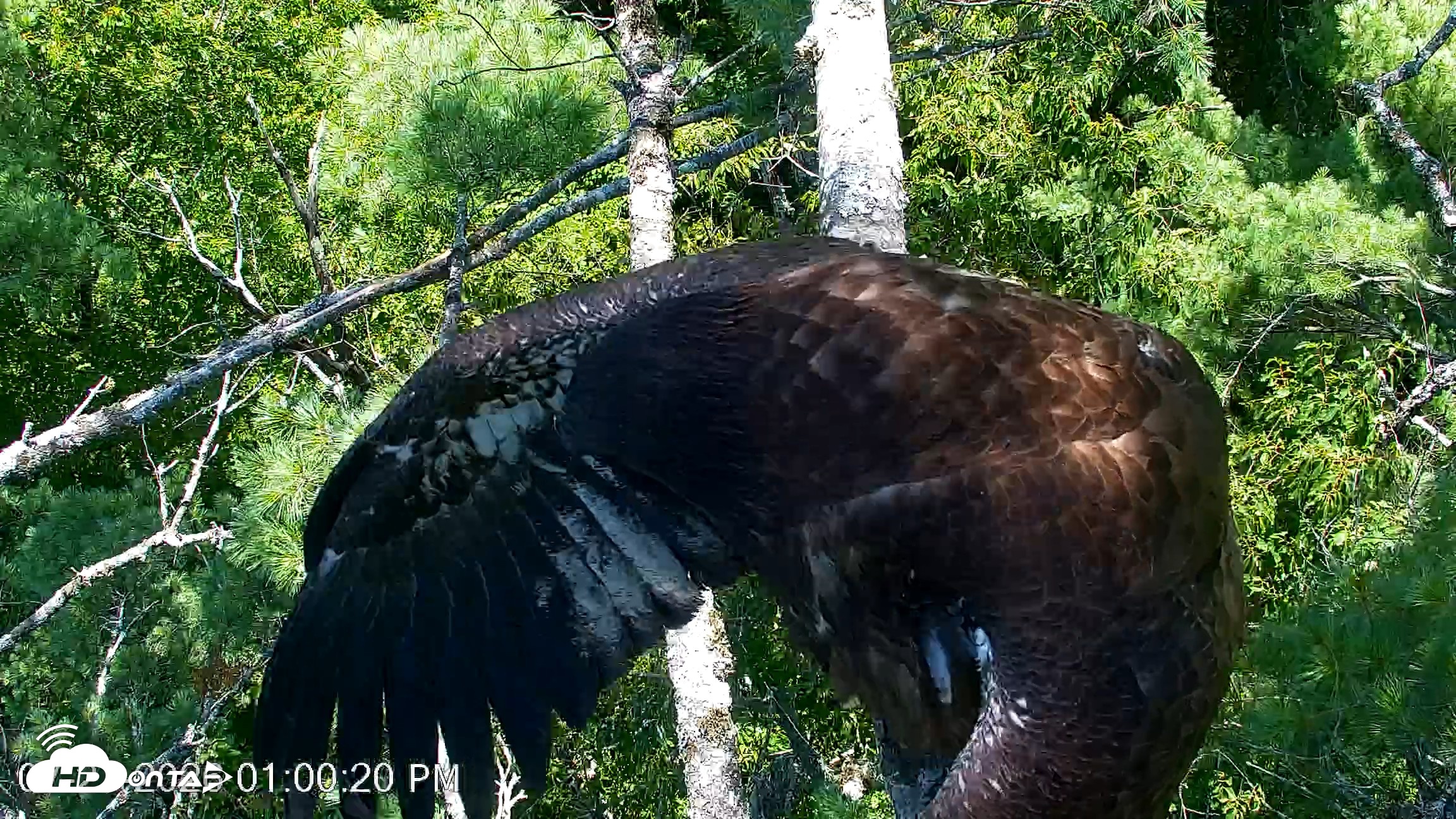 Snapshot of VINS Bald Eagles Nest Live Cams taken Jul 27, 2026, 1:01pm EDT