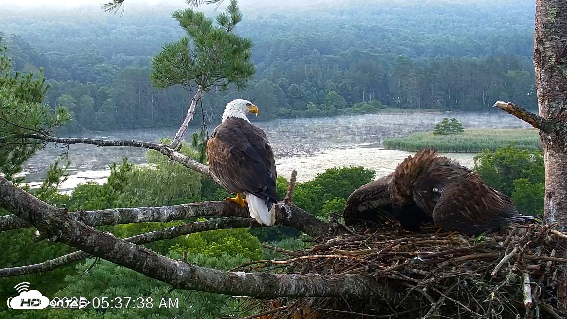 Snapshot of VINS Bald Eagles Nest Live Cams taken Jul 26, 2026, 5:38am EDT