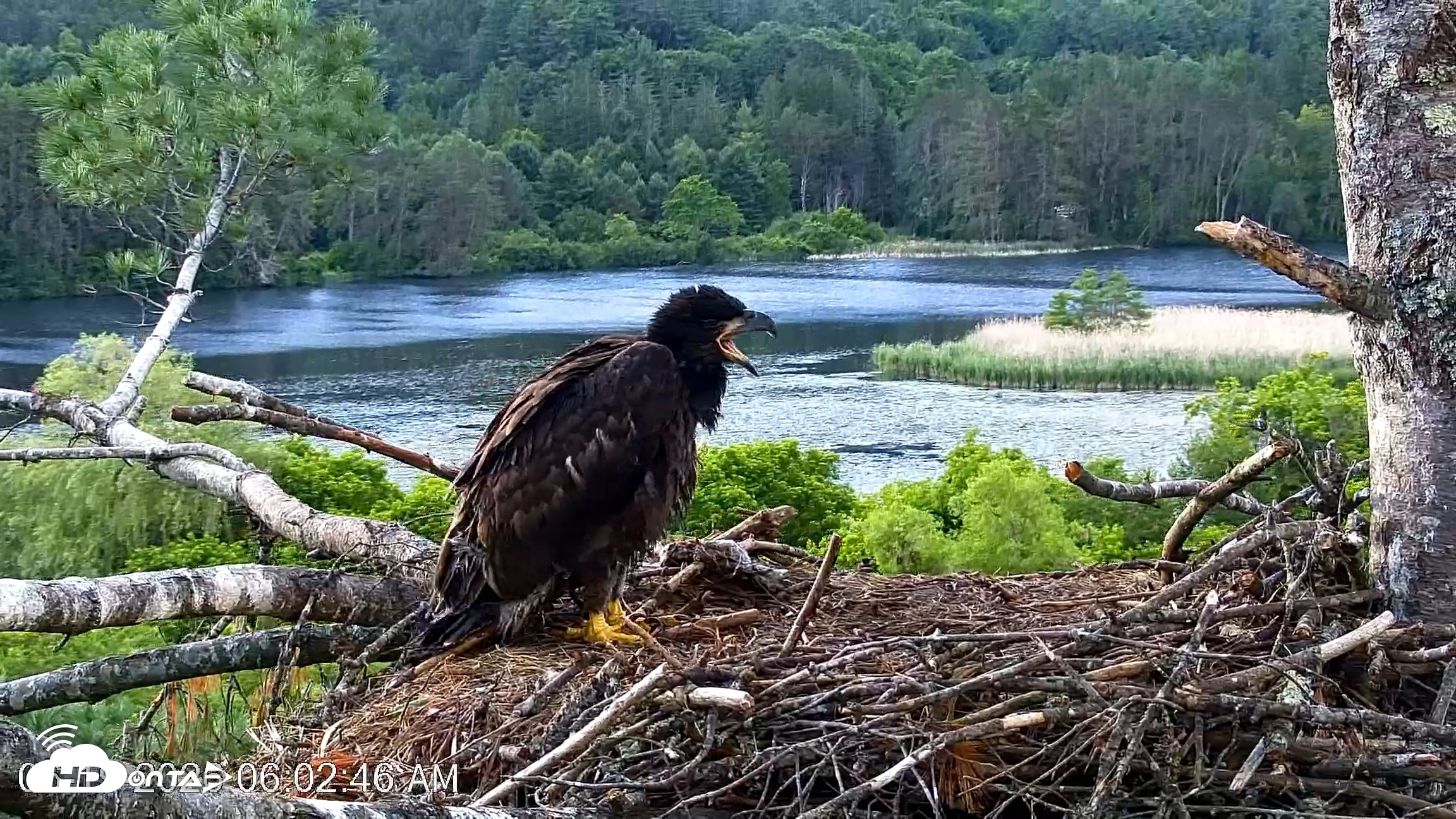 Snapshot of VINS Bald Eagles Nest Live Cams taken Jun 19, 2026, 6:03am EDT