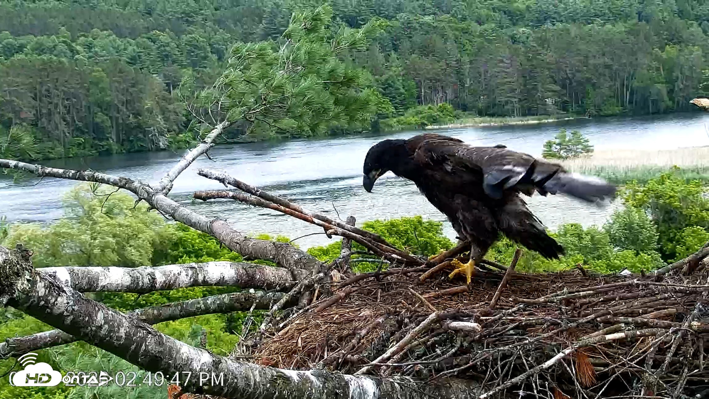 Snapshot of VINS Bald Eagles Nest Live Cams taken Jun 23, 2026, 2:50pm EDT