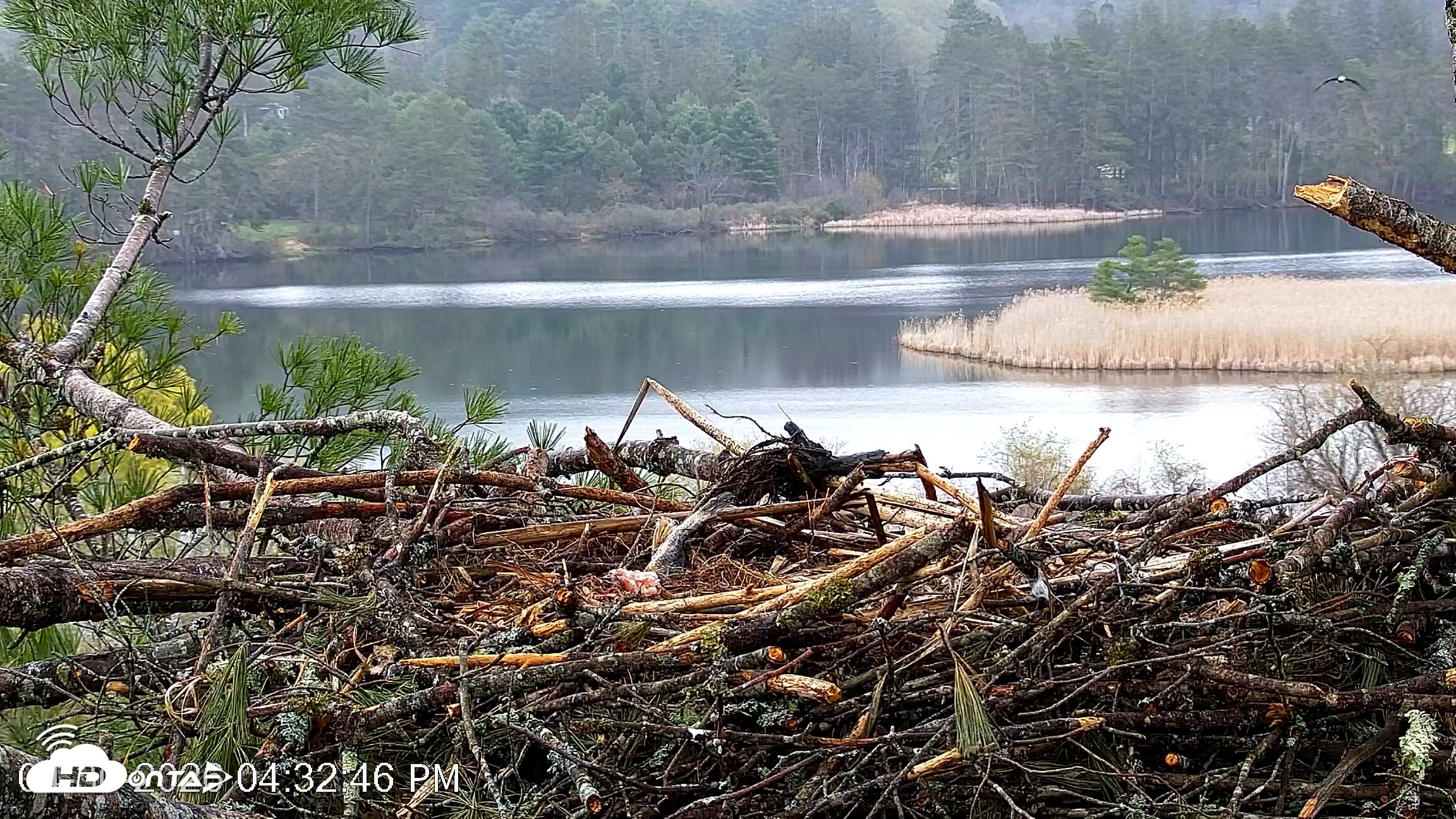 Snapshot of VINS Bald Eagles Nest Live Cams taken Apr 30, 2026, 4:33pm EDT