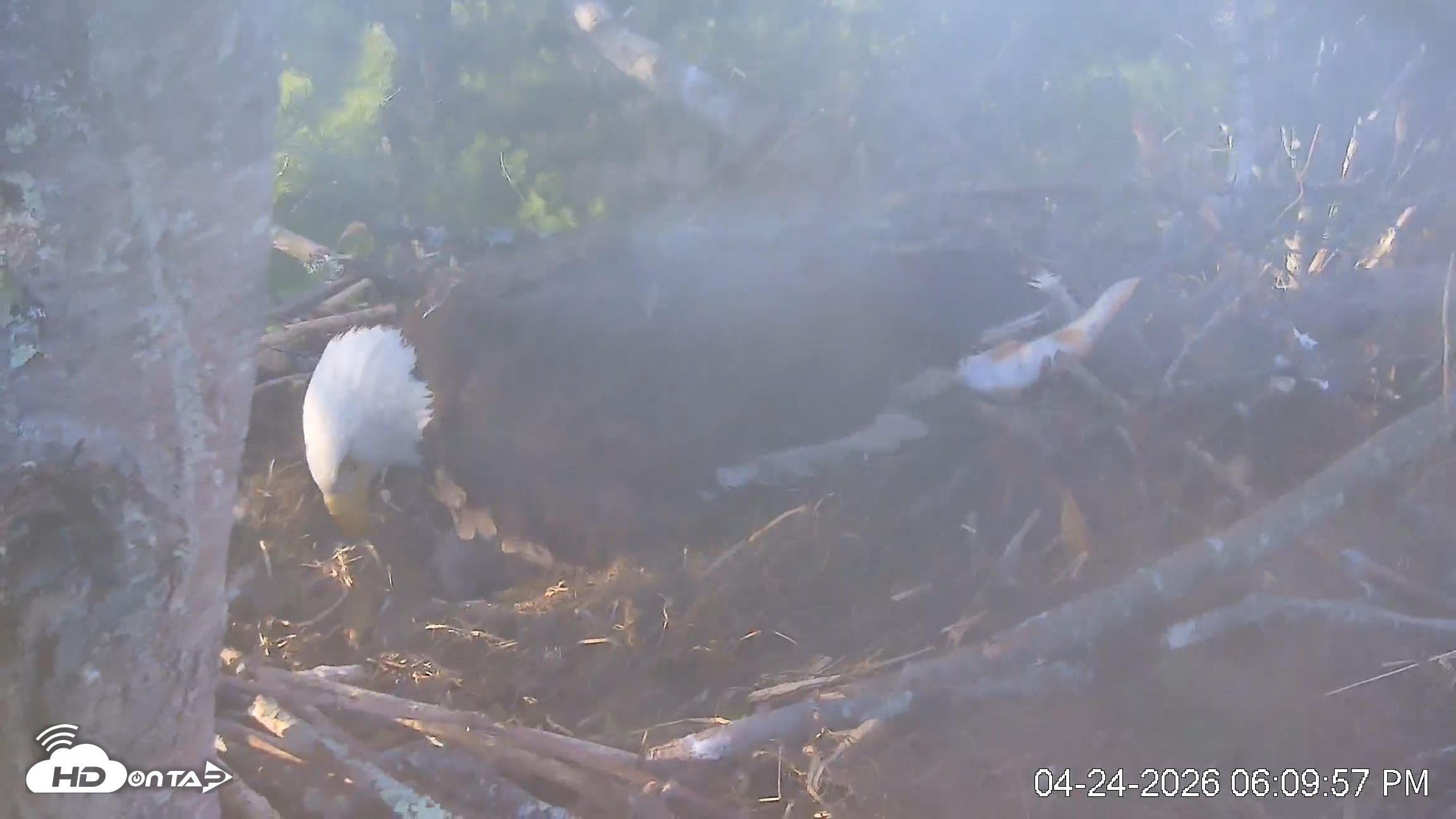 Snapshot of VINS Bald Eagles Nest Live Cams taken Apr 24, 2026, 6:10pm EDT