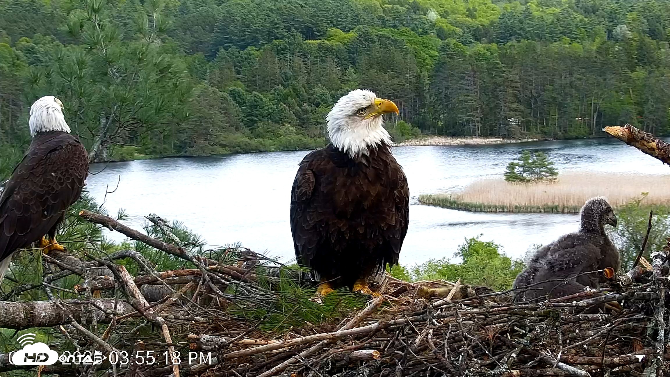 Snapshot of VINS Bald Eagles Nest Live Cams taken May 21, 2026, 3:56pm EDT