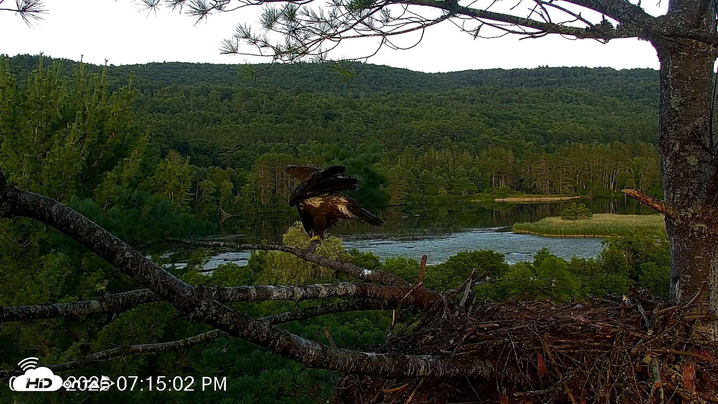 Snapshot of VINS Bald Eagles Nest Live Cams taken Jul 17, 2026, 7:16pm EDT
