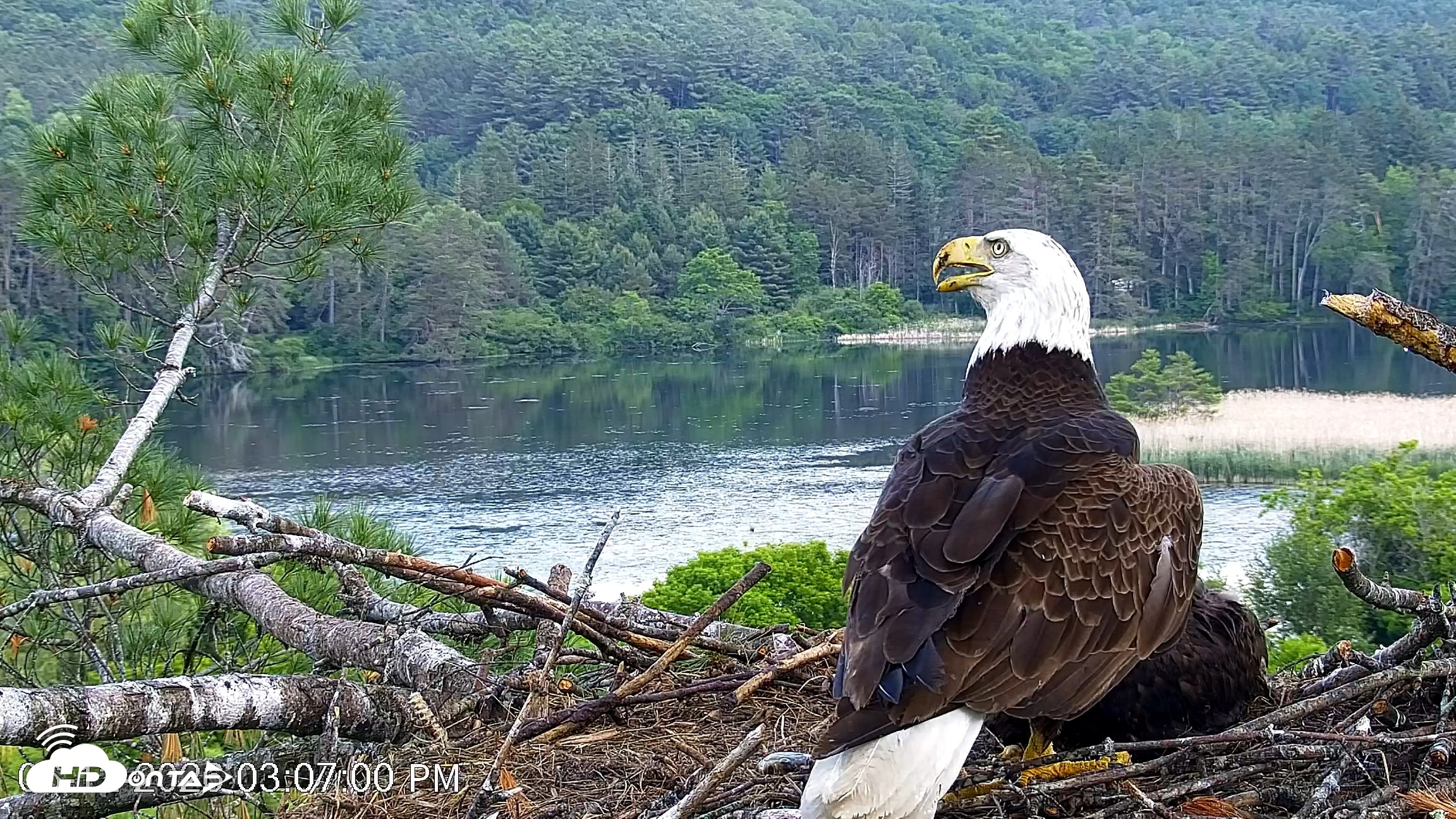 Snapshot of VINS Bald Eagles Nest Live Cams taken Jun 12, 2026, 3:07pm EDT
